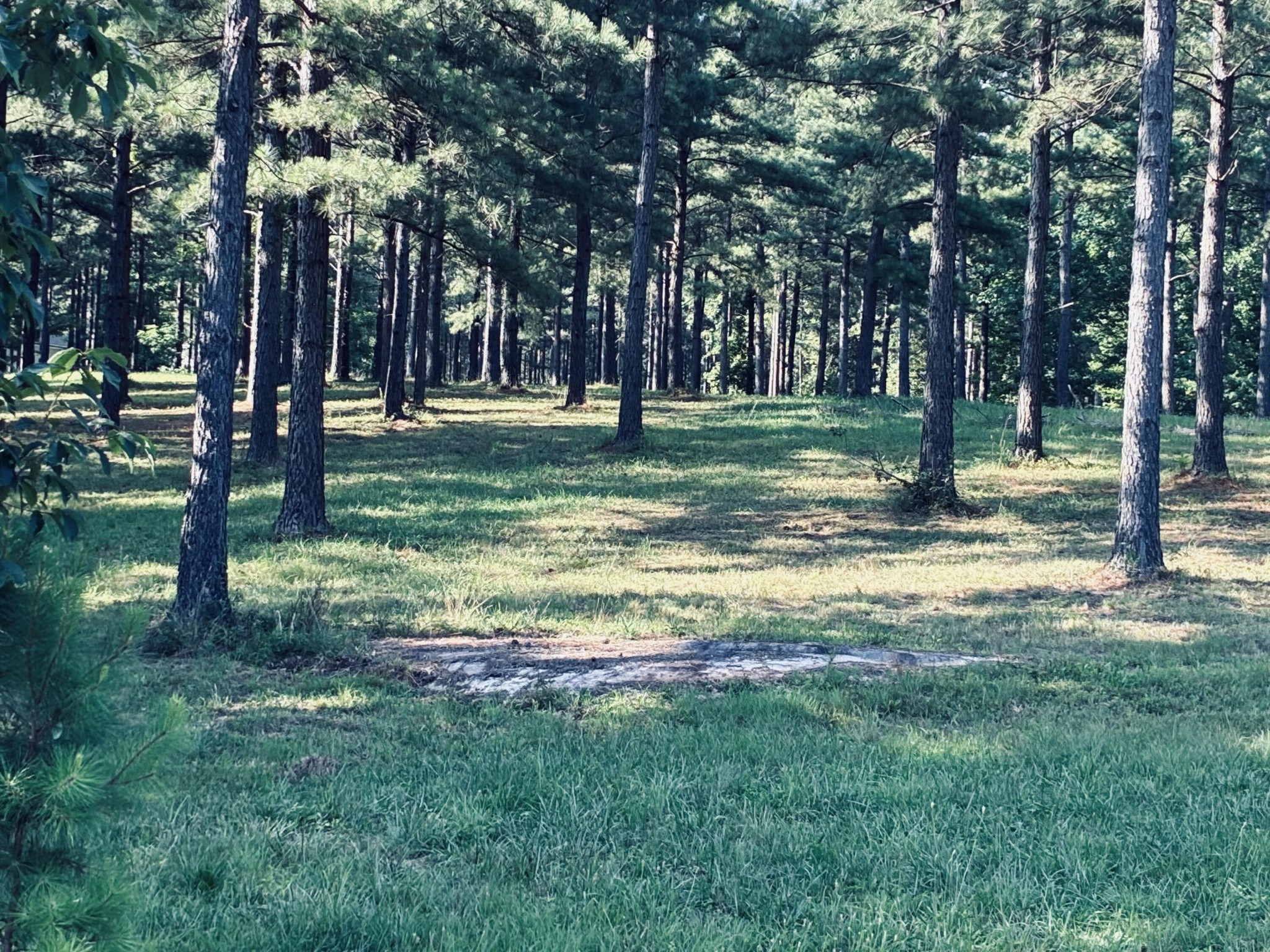 Grassy clearing among tall pine trees, with sunlight filtering across the ground.