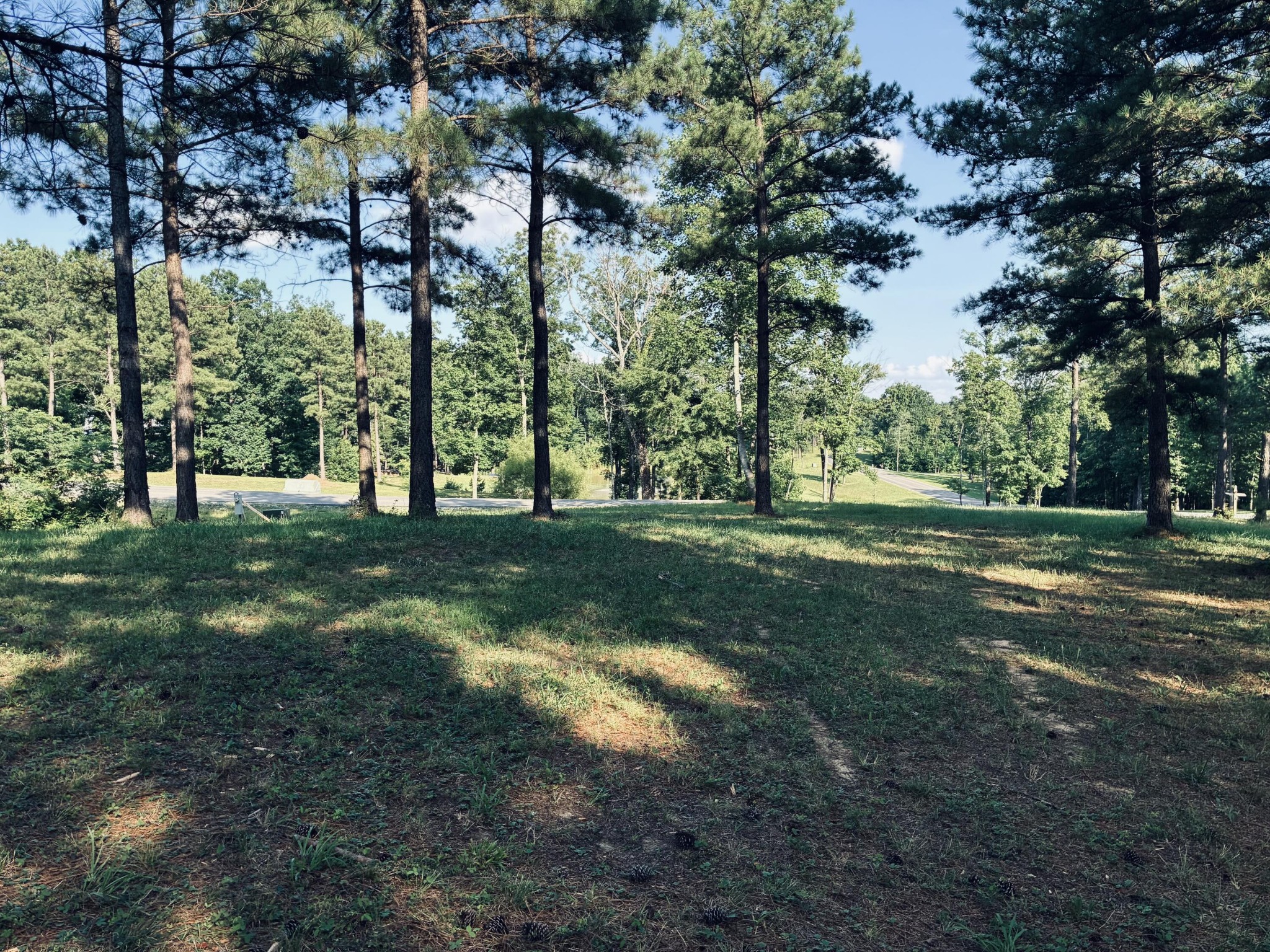 Wooded vacant lot with a grassy clearing, tall pines, and a paved road beyond.