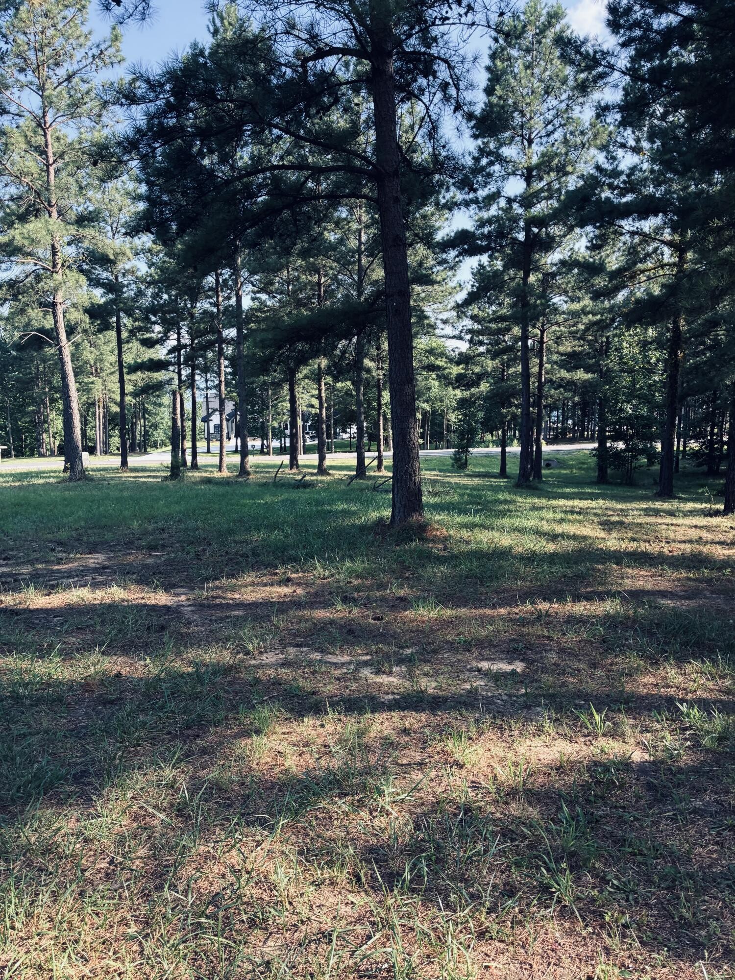 Wooded vacant lot with tall pines, patchy grass, and a road beyond the trees.