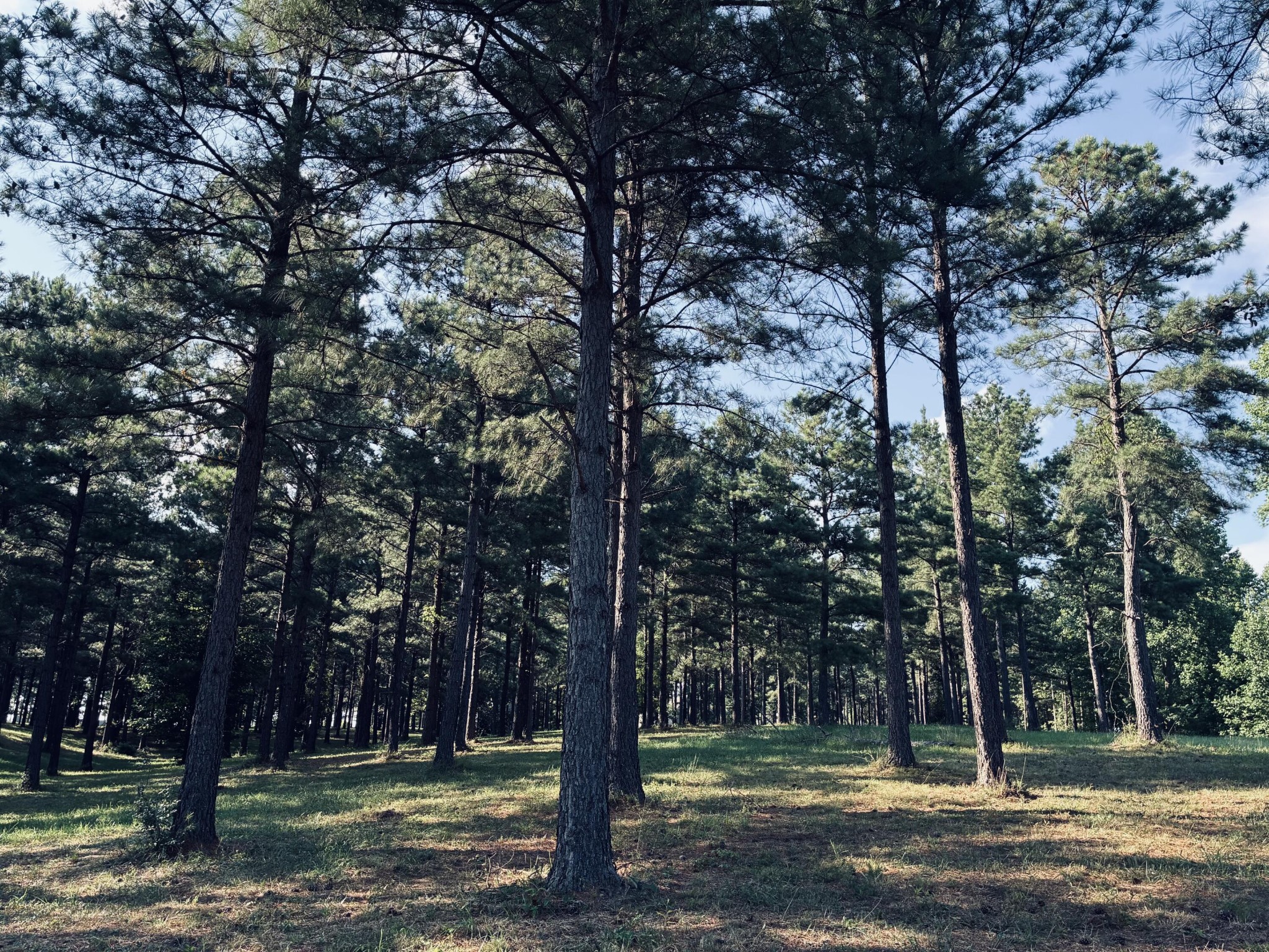 Wooded lot with tall pine trees around a grassy clearing.