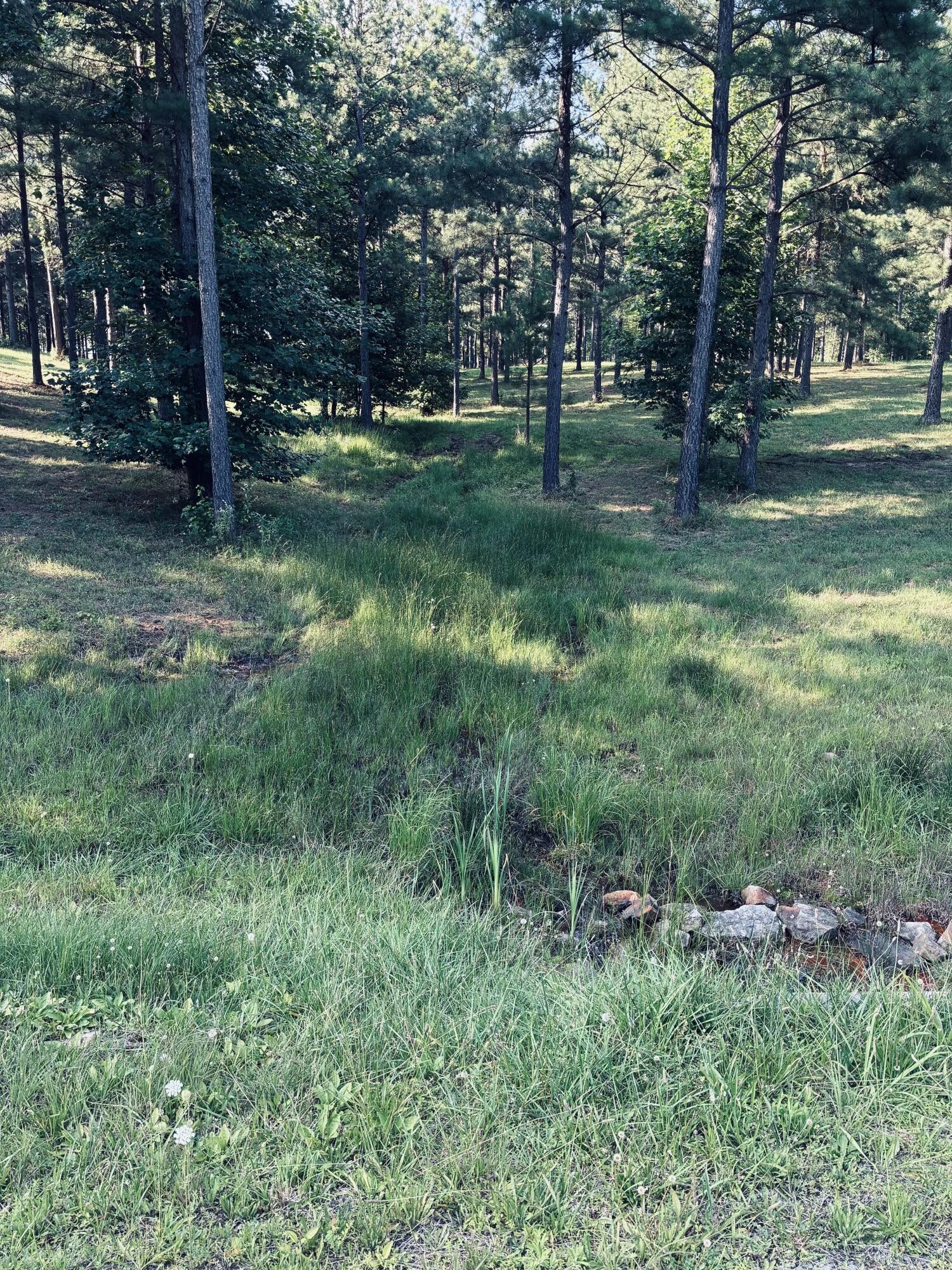 Wooded land with mature pine trees and a rock-edged grassy drainage channel.