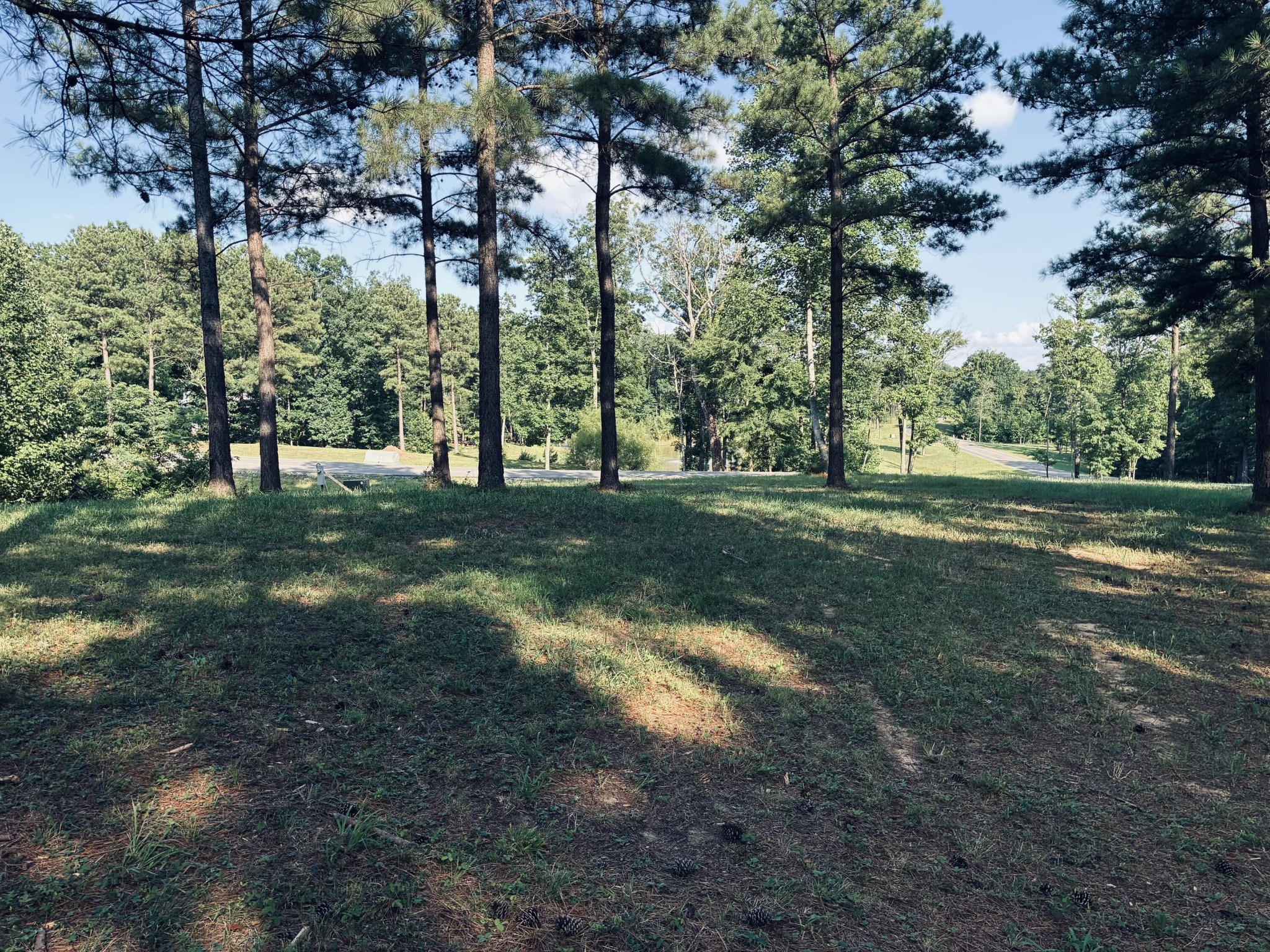 Wooded vacant lot with a grassy clearing and paved road beyond the pine trees.