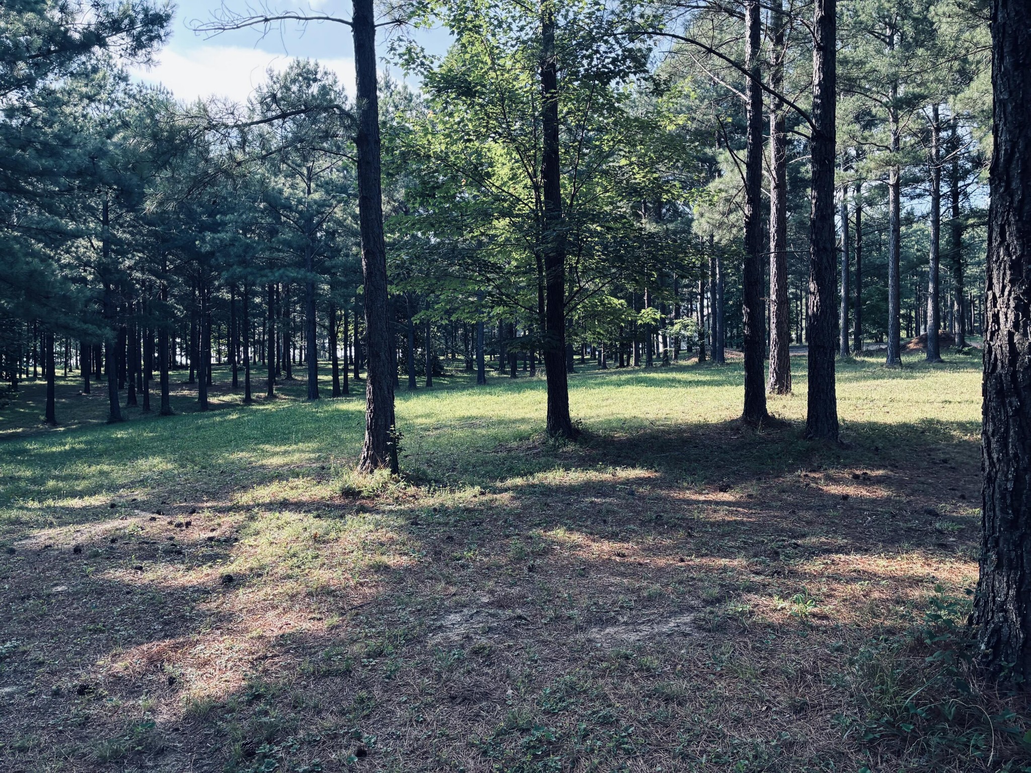 Wooded vacant lot with a sunny grassy clearing among tall pine and deciduous trees.