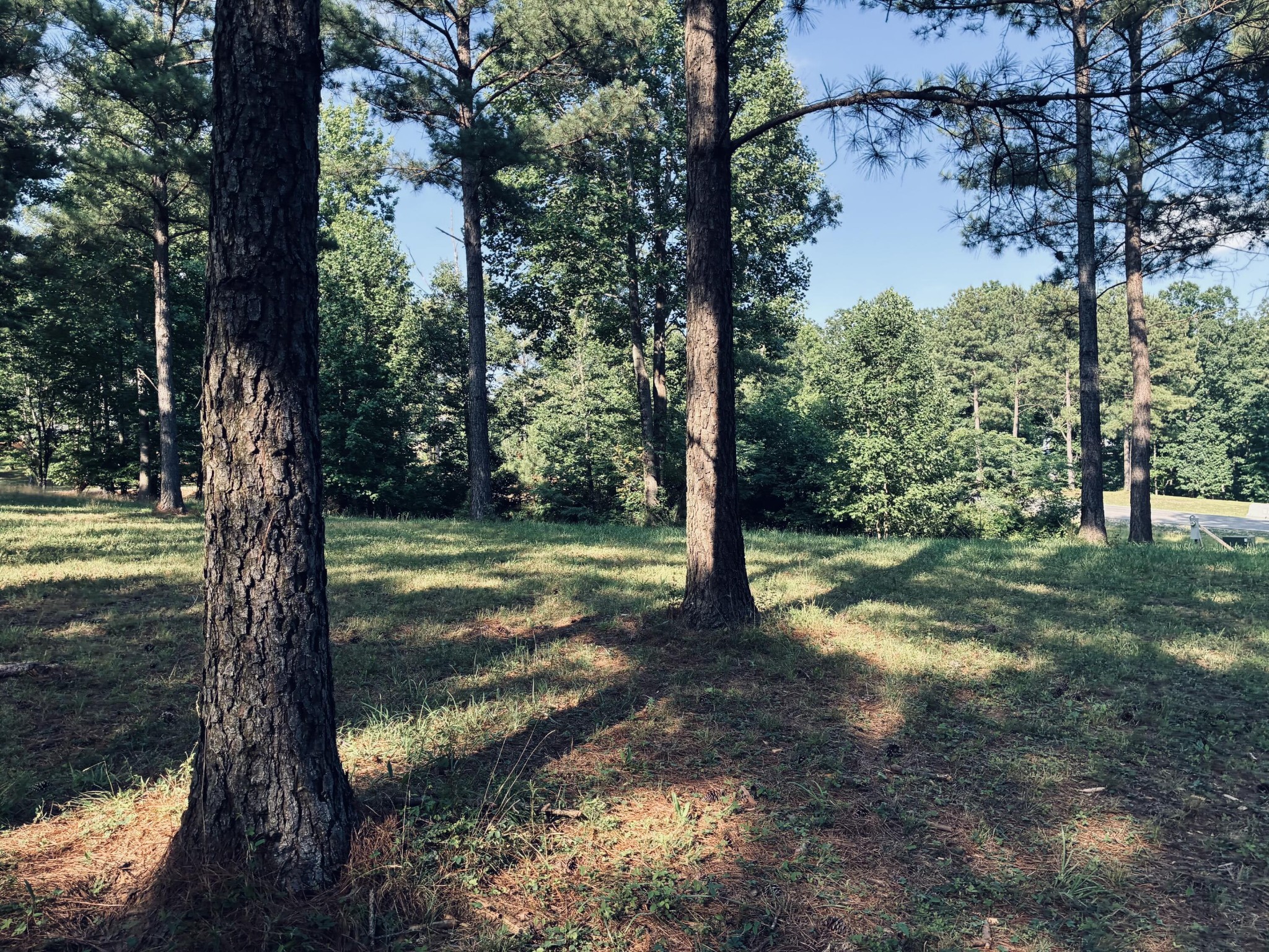 Wooded vacant lot with tall pines, leafy trees, and a paved road beyond.