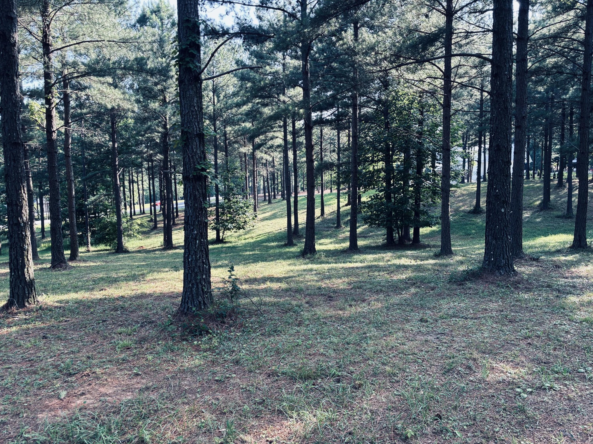 Wooded lot with mature pine trees, grassy ground, and a neighboring house visible through the trees.