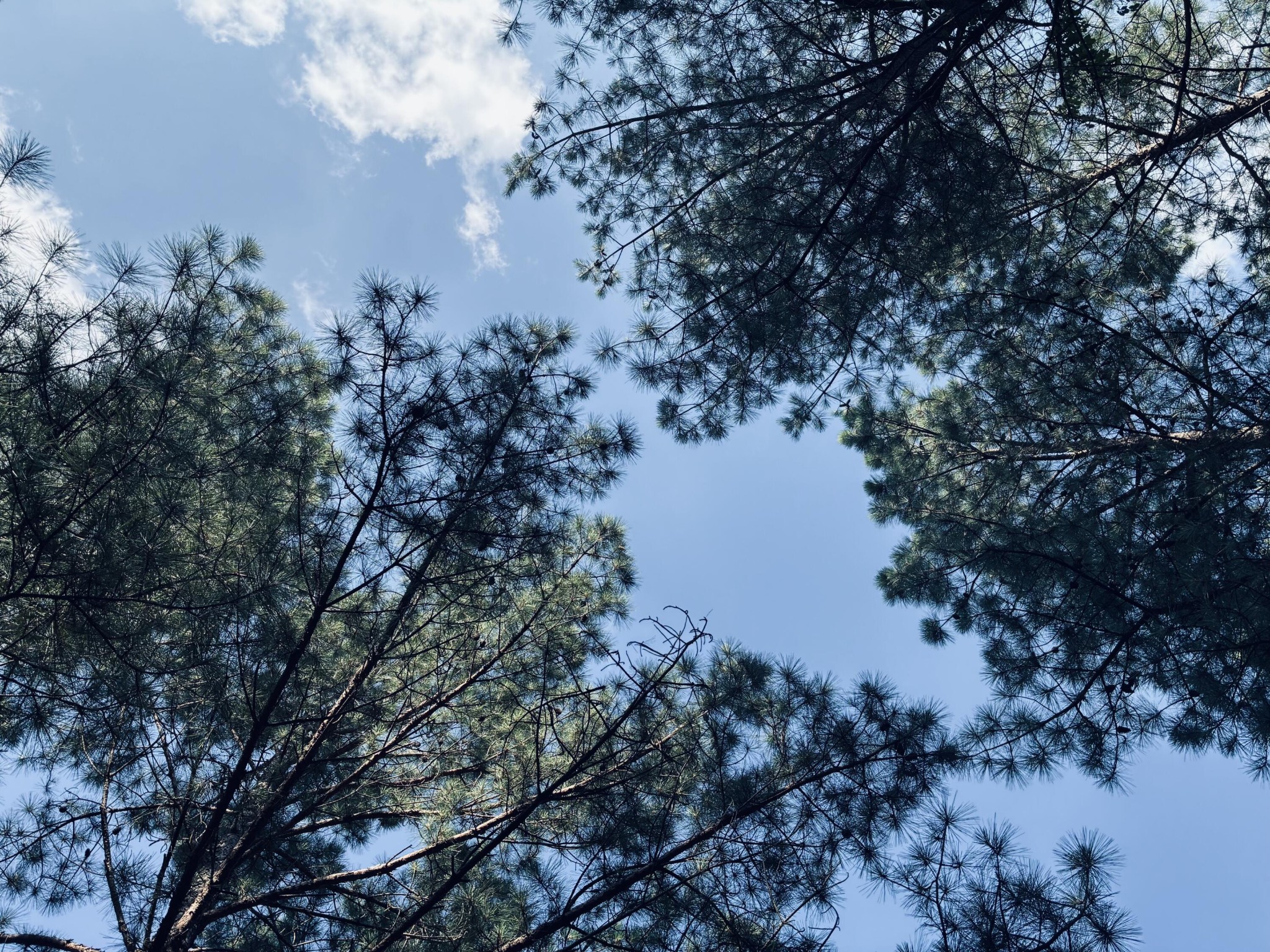 Pine branches frame a blue sky above the wooded property.