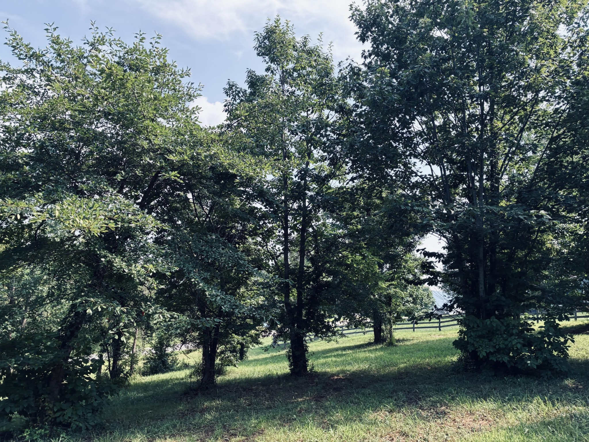 Tree-shaded grassy yard with mature trees and a wooden rail fence.