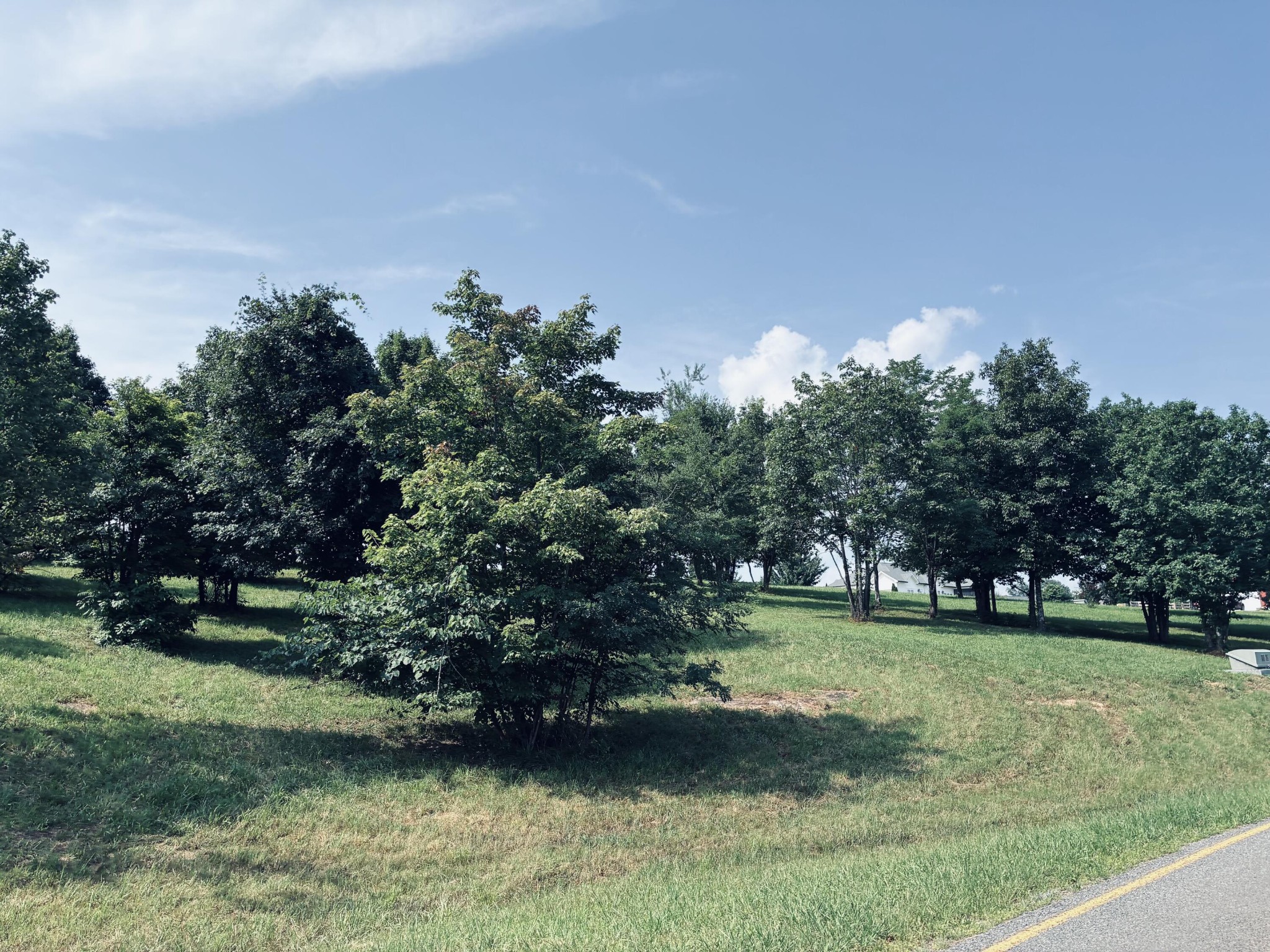 Grassy residential lot with mature trees beside a road and distant neighboring homes.