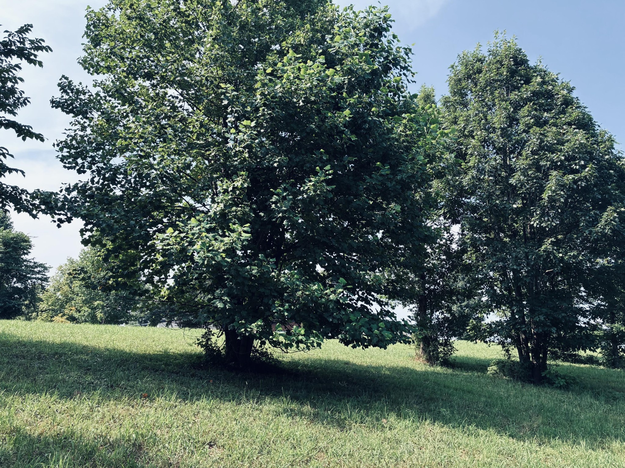 Grassy lot shaded by several large leafy trees.
