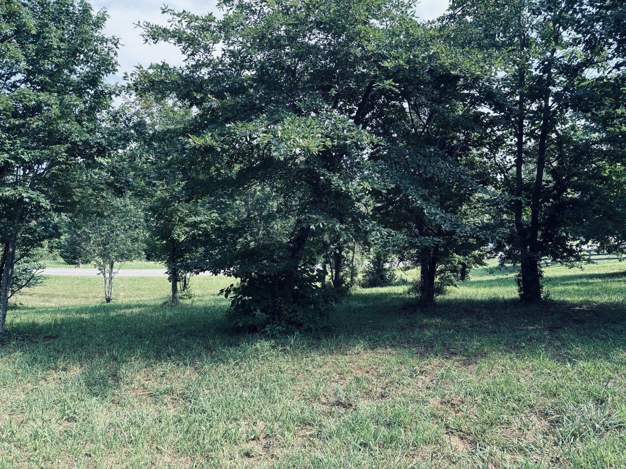 Grassy property lot beneath mature trees, with a road visible beyond the lawn.