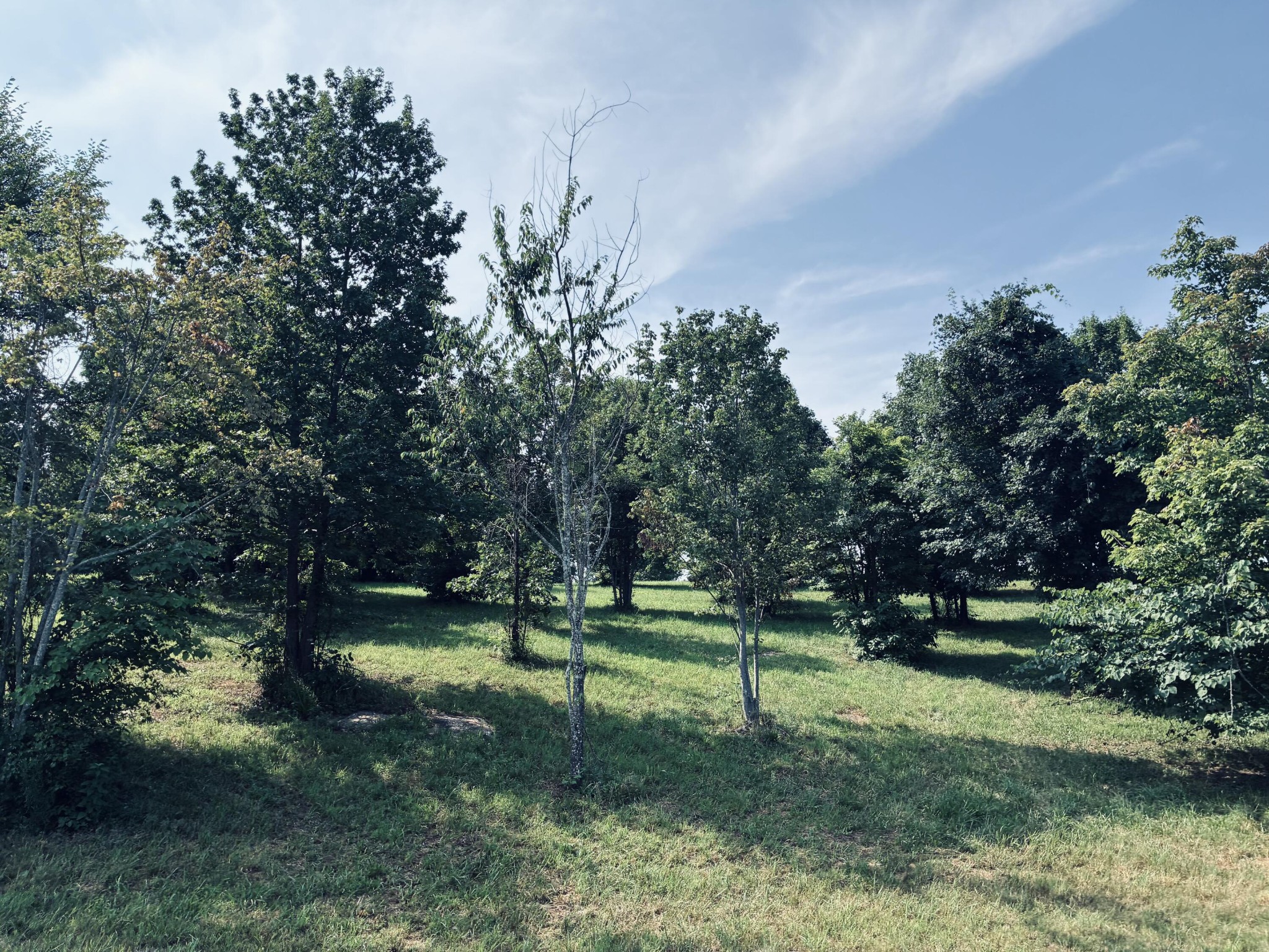 Grassy property lot with a clearing surrounded by mature trees.