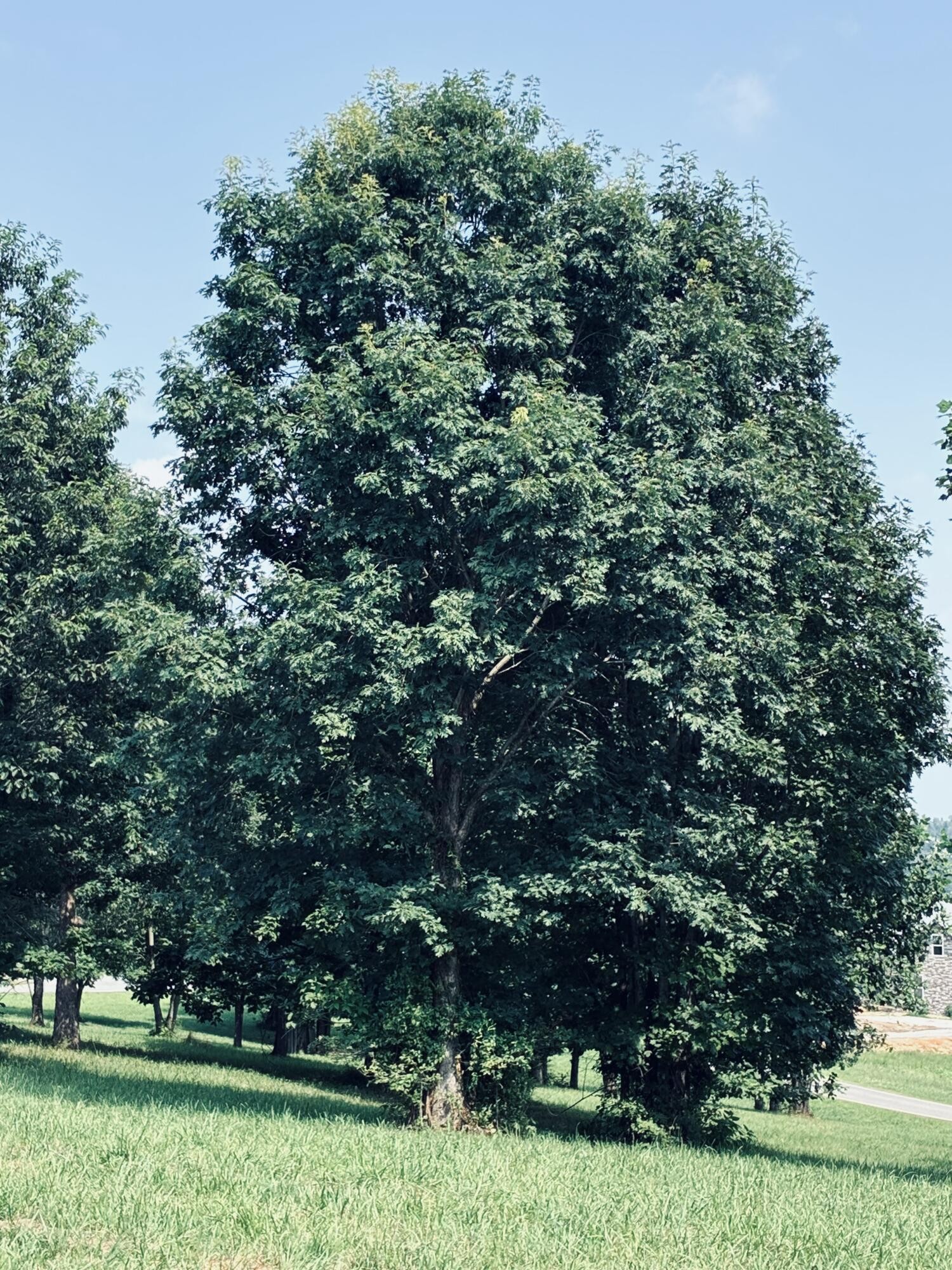 Large leafy tree shading a grassy yard, with smaller trees and a road nearby.