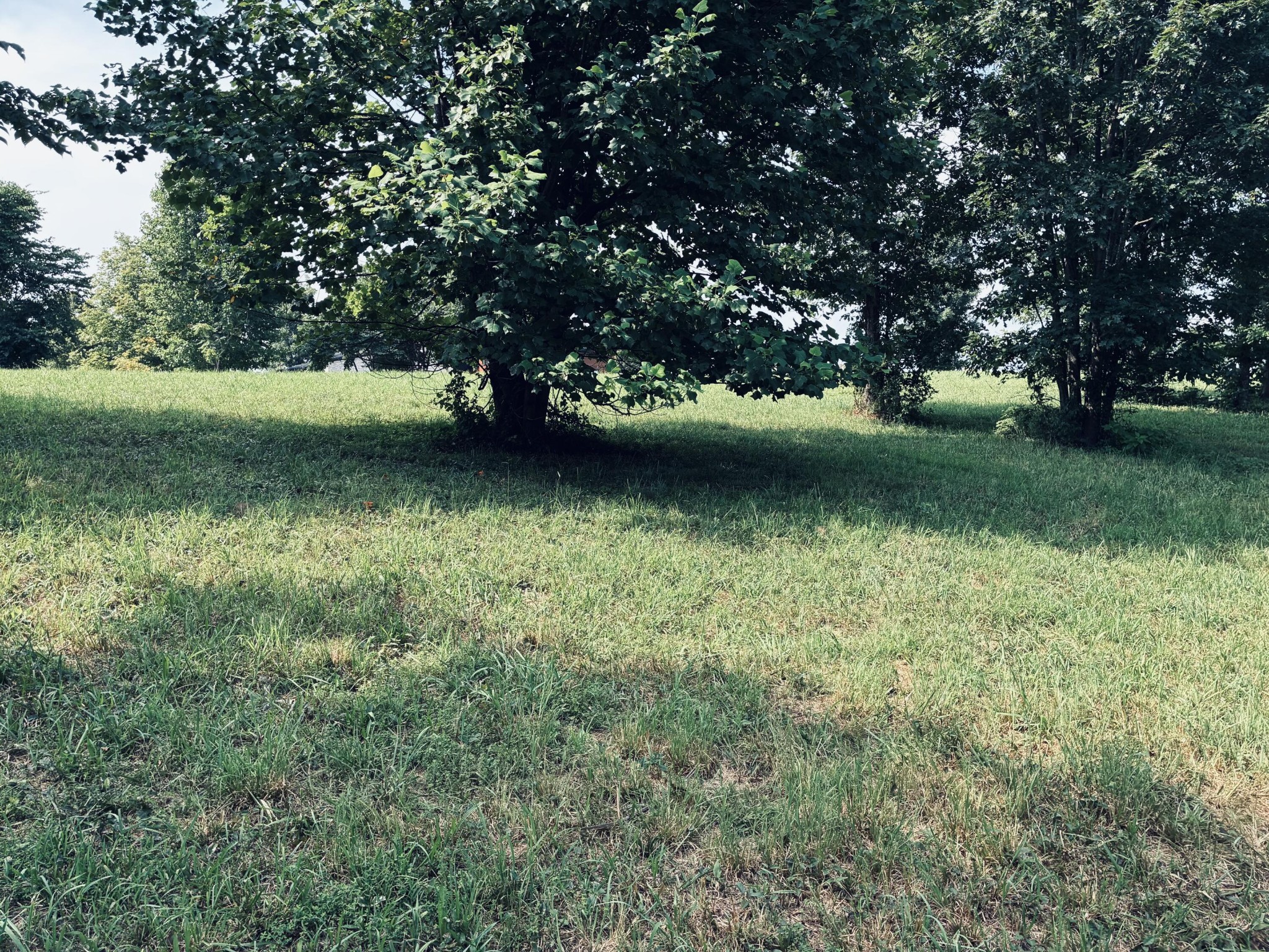 Grassy lot beneath mature shade trees.