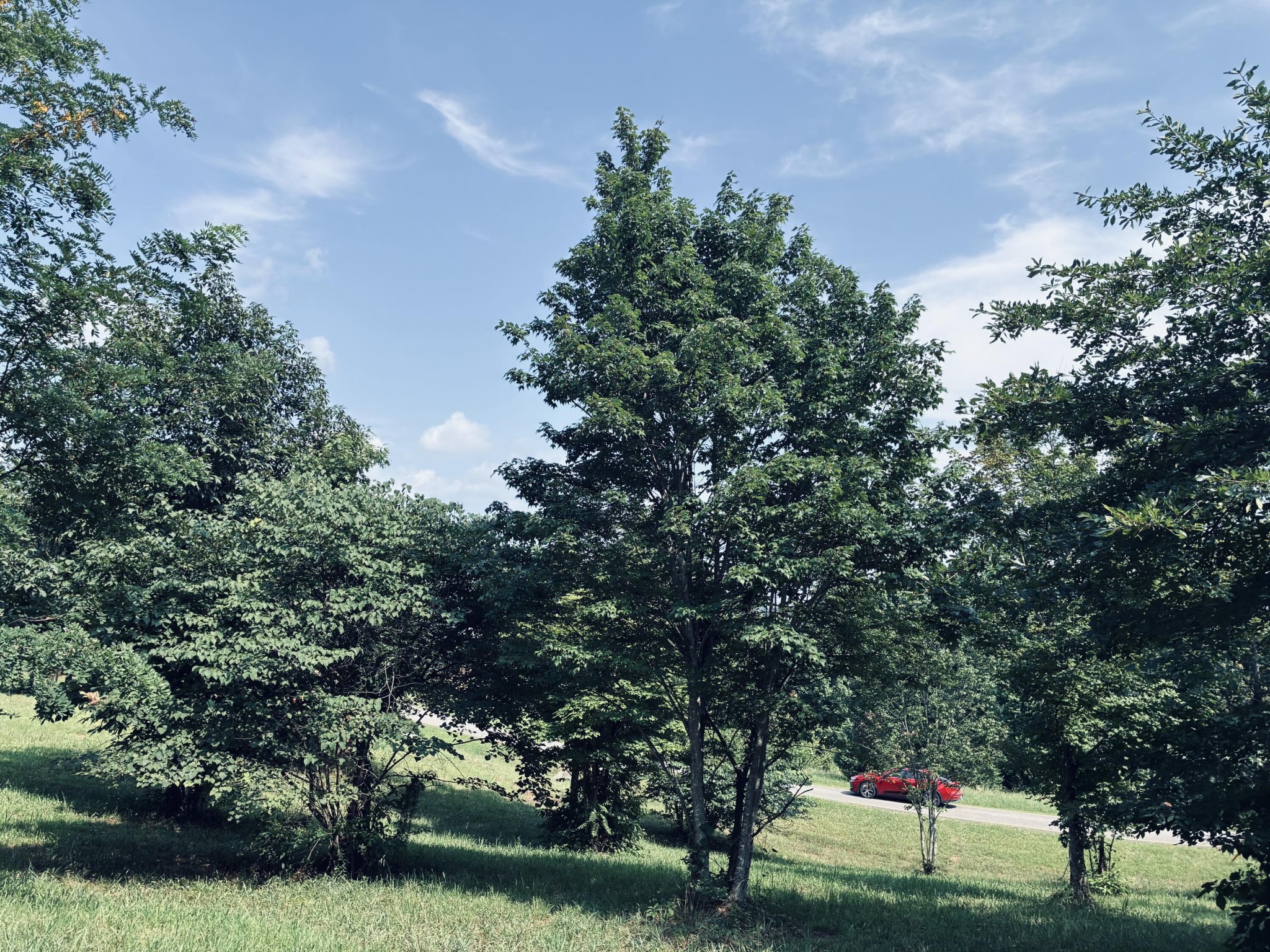 Tree-covered grassy lot beside a road, with a red car visible through the trees.