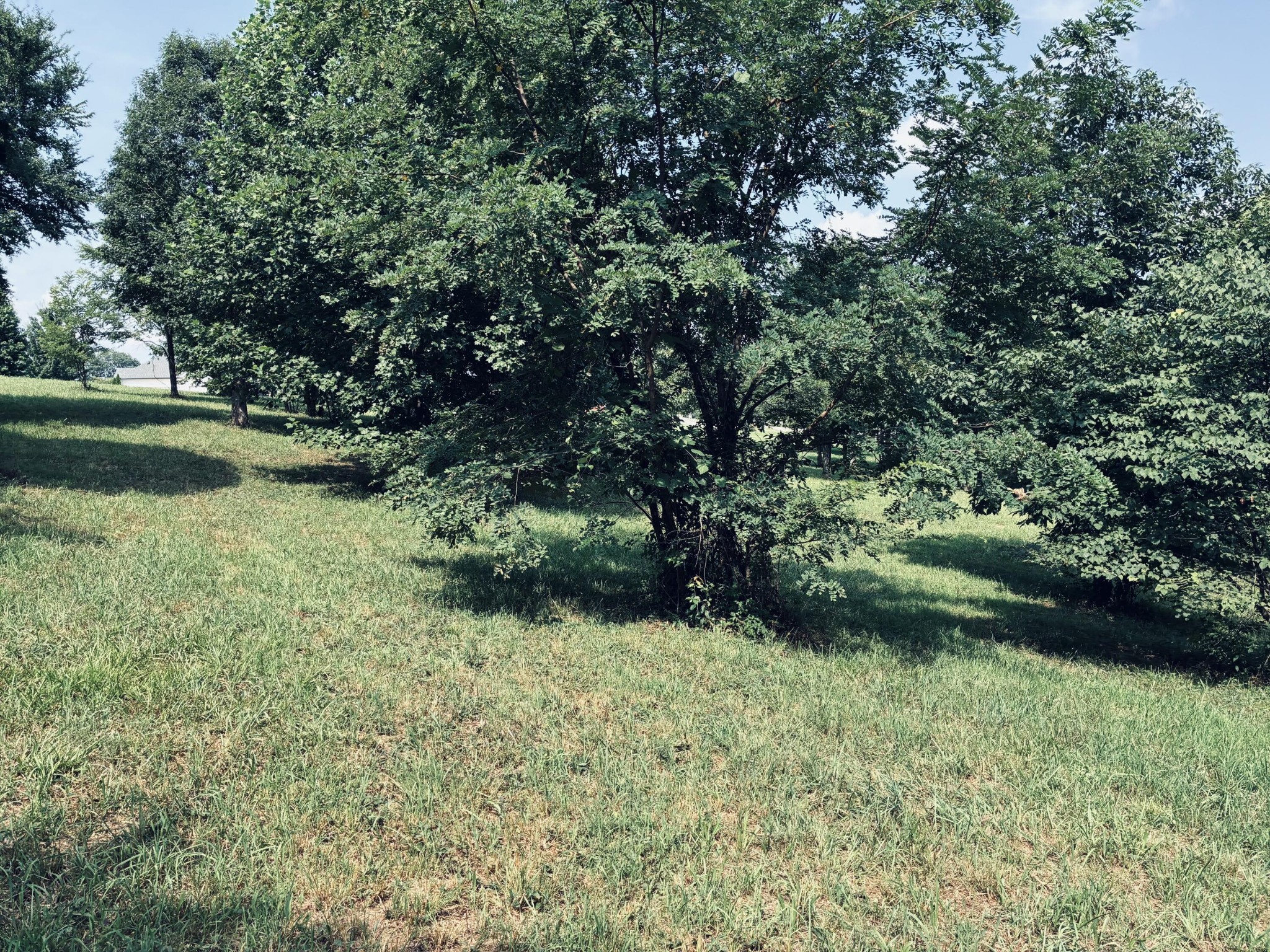 Grassy lot with mature shade trees and a gently sloping lawn.