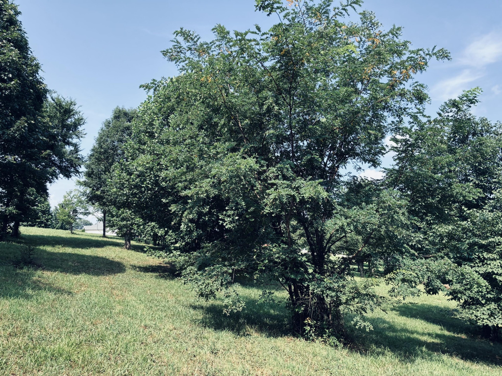 Grassy lot with mature trees and dense leafy growth on a gentle slope.