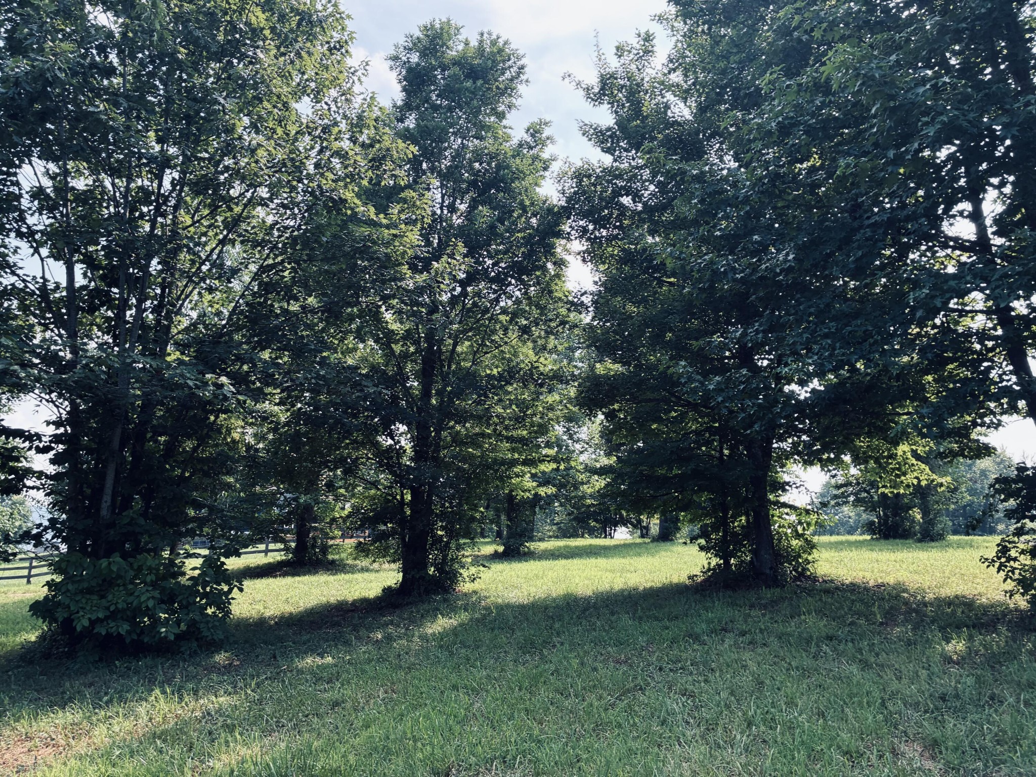 Grassy yard shaded by mature trees, with a fence along the left side.