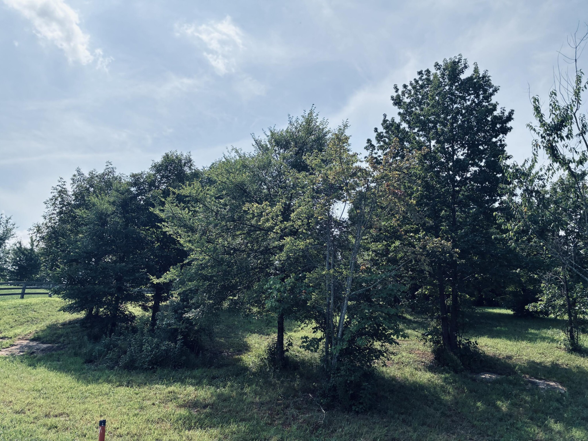 Grassy lot with dense trees and shrubs and a wooden fence at the edge.