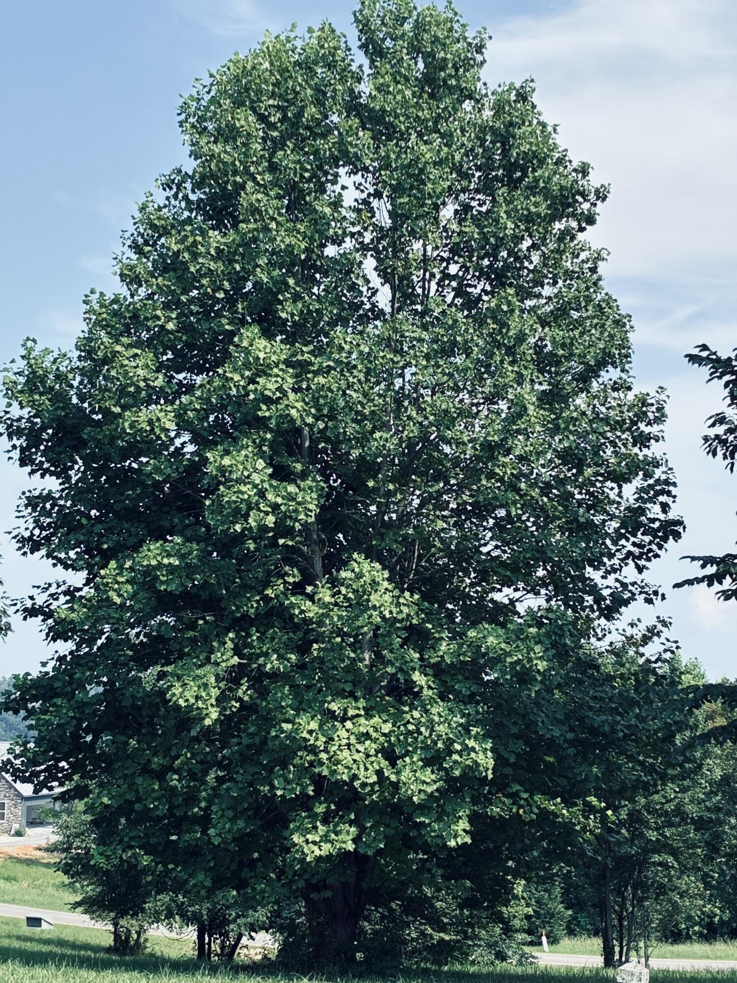 A mature leafy tree fills the view beside a grassy roadside, with part of a house at left.