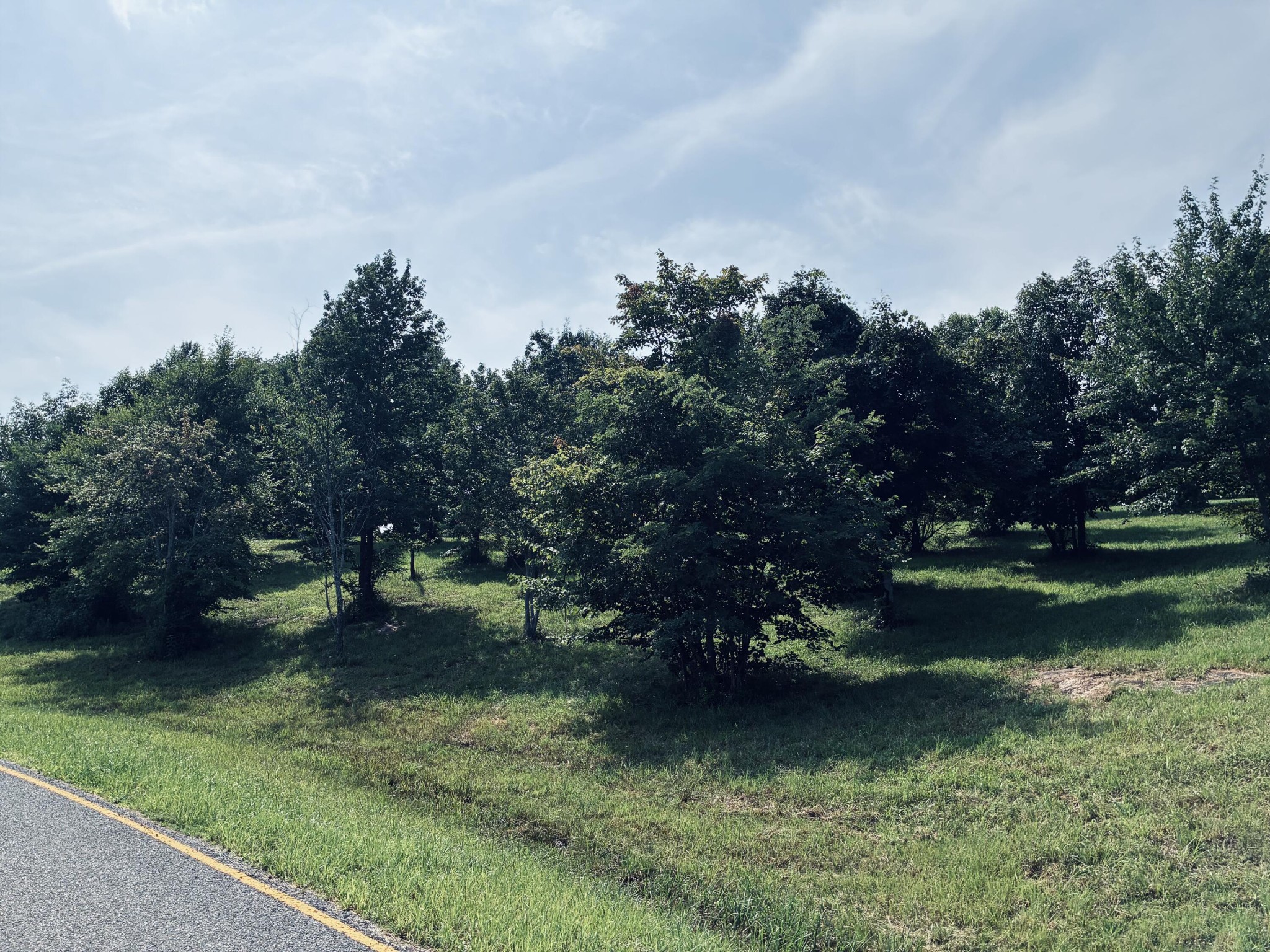 Grassy roadside lot with mature trees and shrubs beside a paved road.