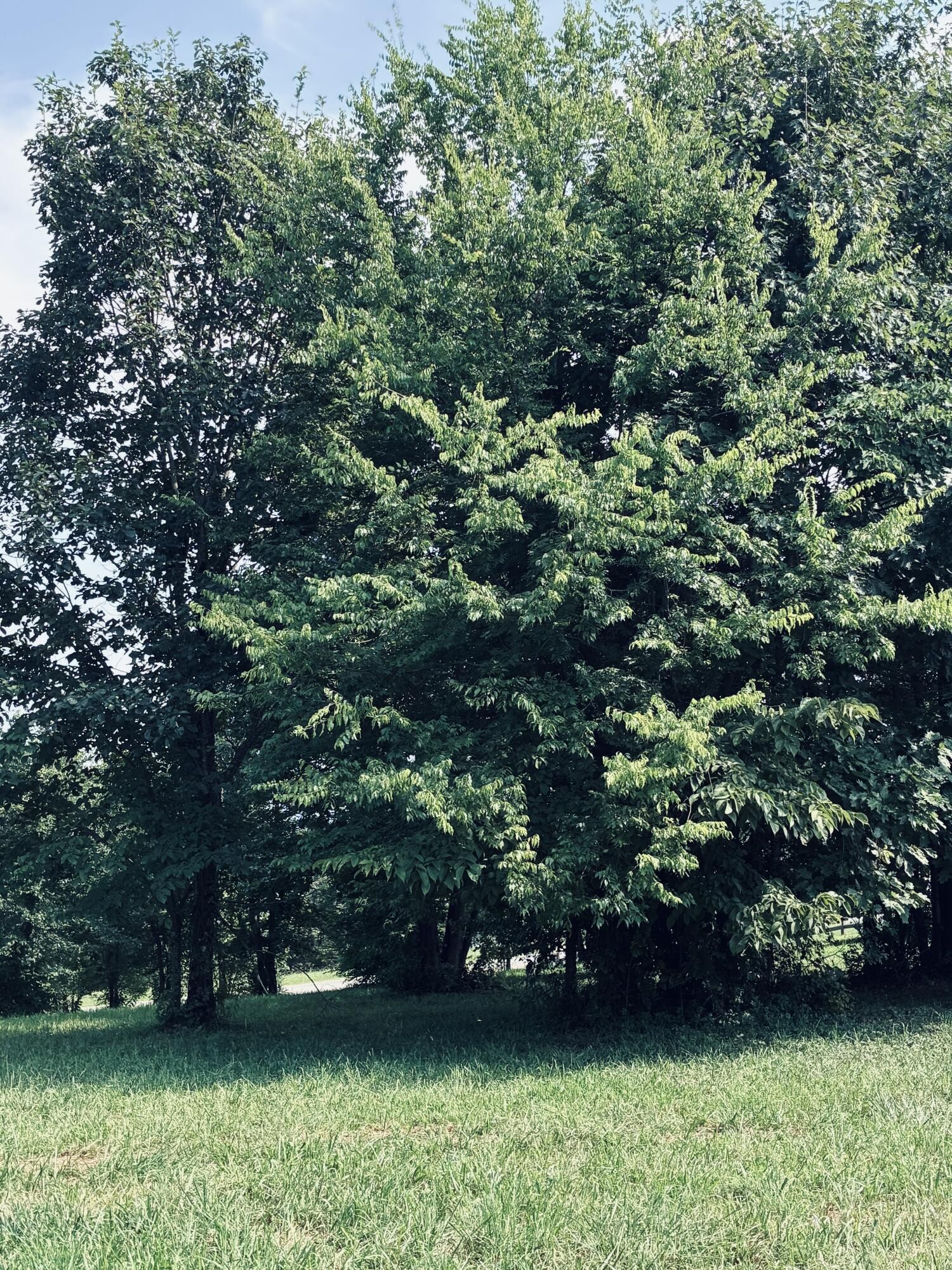 Grassy yard shaded by large leafy trees, with a road visible through the foliage.
