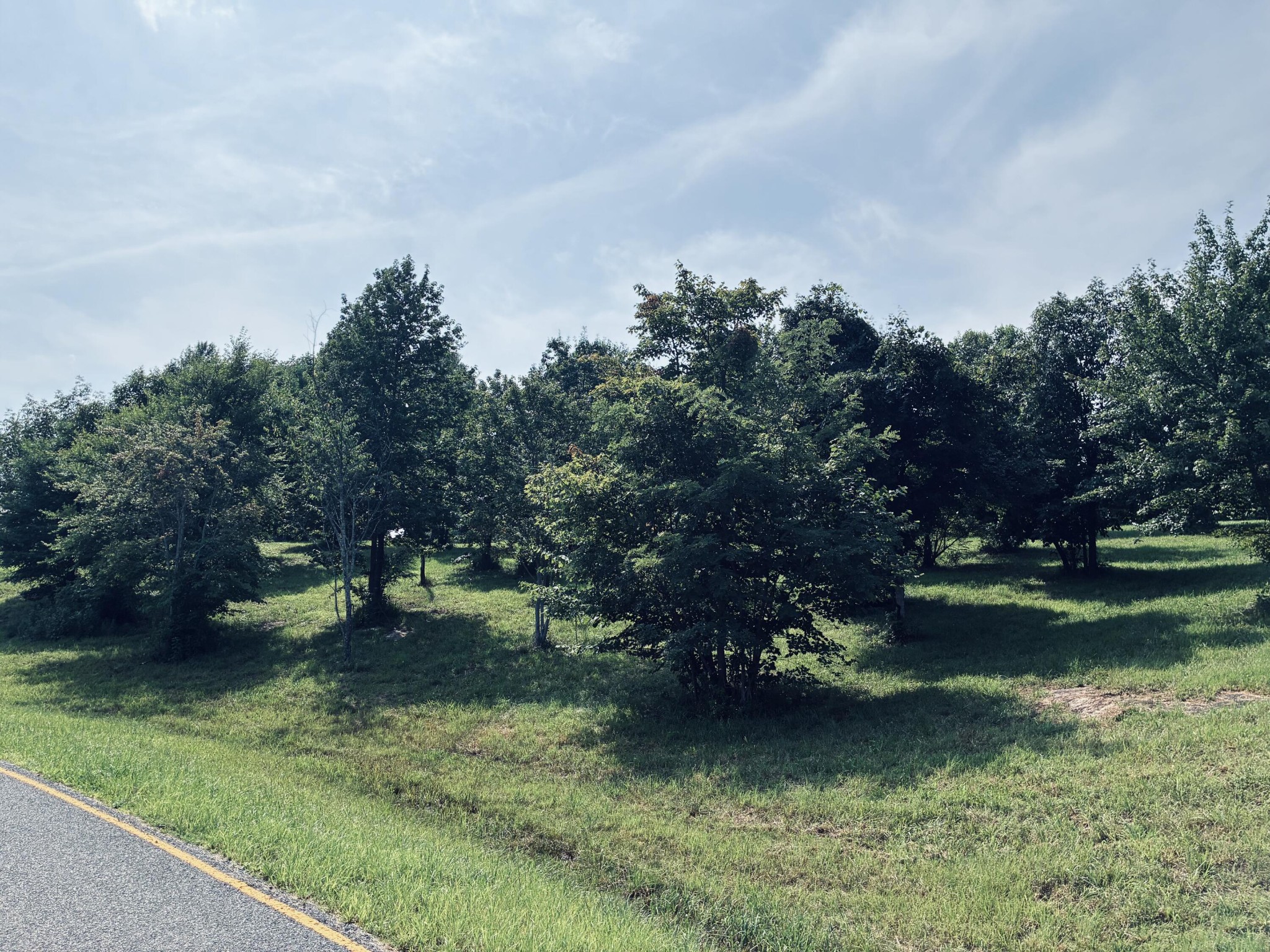 Tree-covered grassy lot beside a paved road.