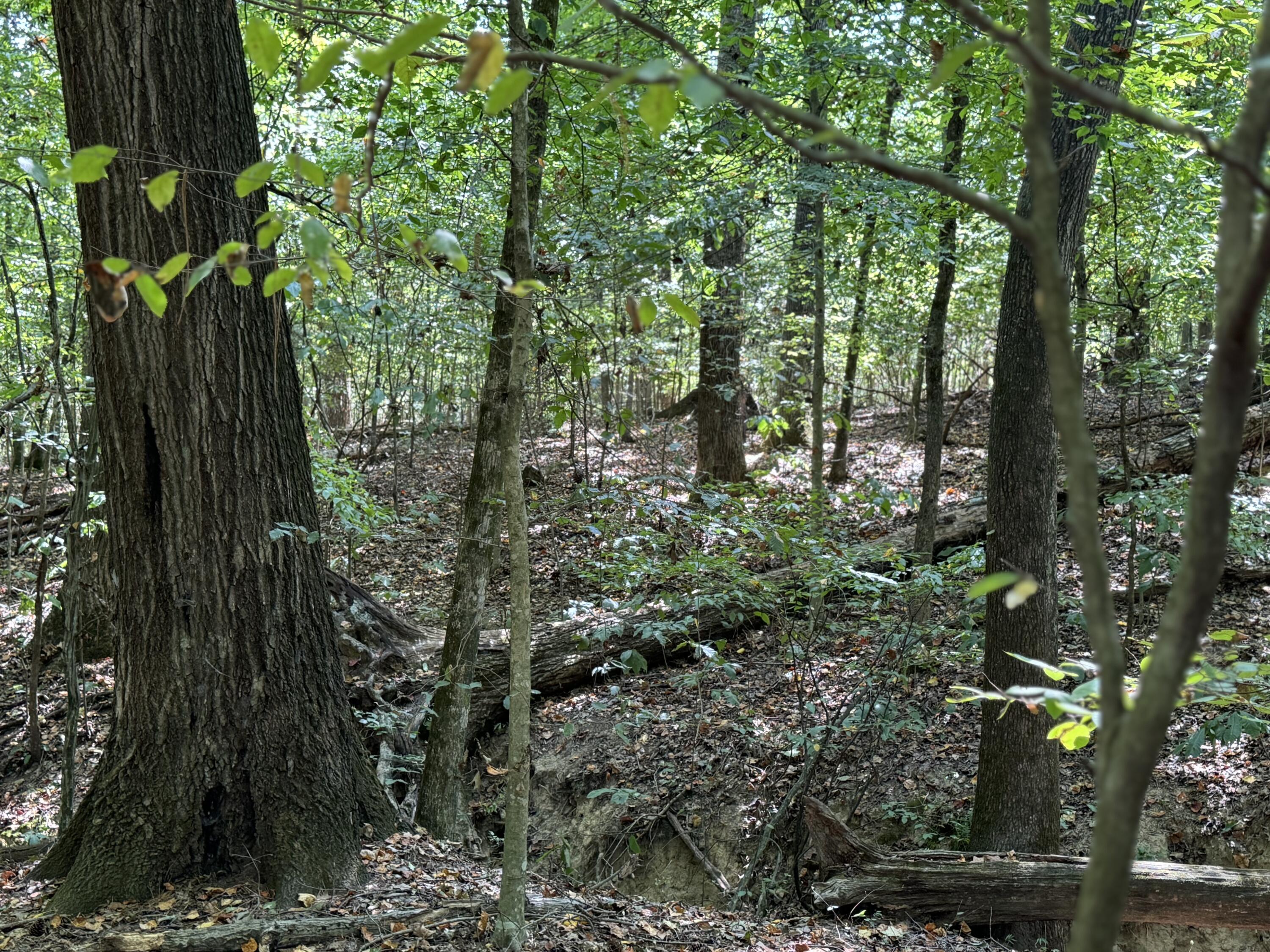 0 Long Hollow Road S, LaFayette