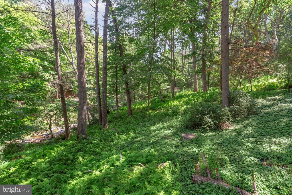 Wooded property with mature trees and a fern-covered slope.