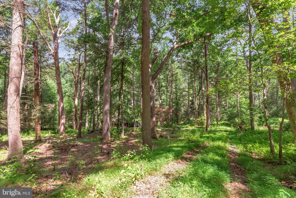 Wooded property with tall trees and ferns in dappled sunlight.