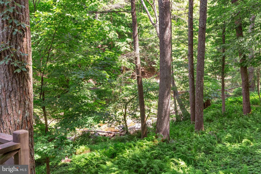 Wooded property with tall trees, lush ferns, and a small stream.