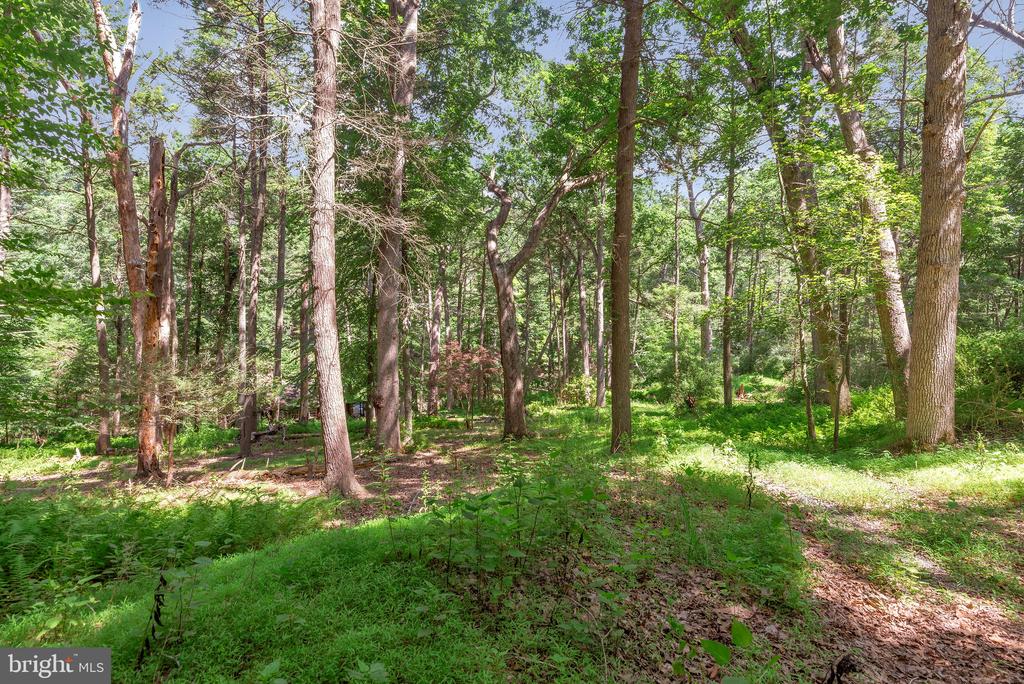Wooded property lot with tall trees and sunlit green groundcover.