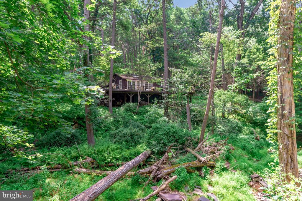Woodland house with an elevated deck, surrounded by dense trees and ferns.