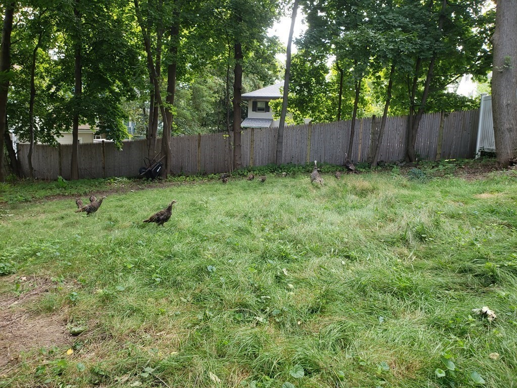 12 Pembroke Street # 1