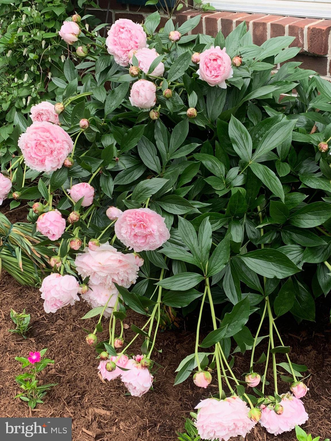 1609 SPRING HILL DRIVE