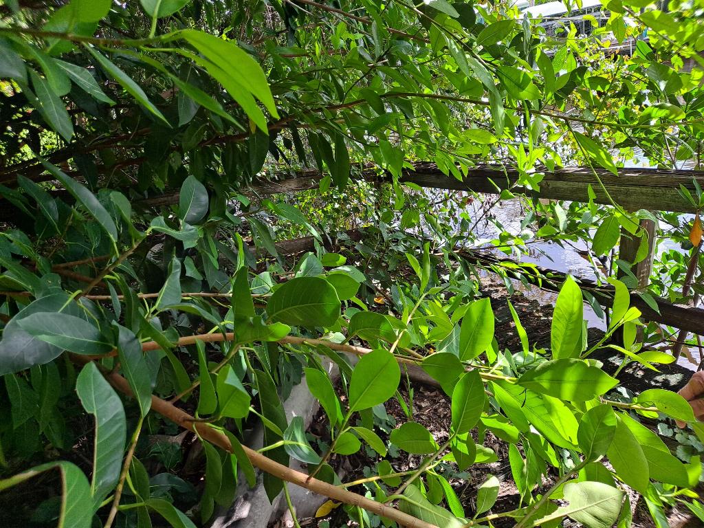 1489 SW Pine Tree Lane