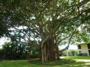 12 Concourse Drive 12-F