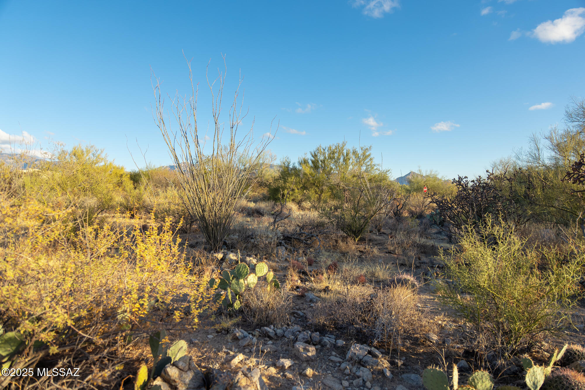 Rocky desert lot with prickly pear and ocotillo, backed by distant mountains.