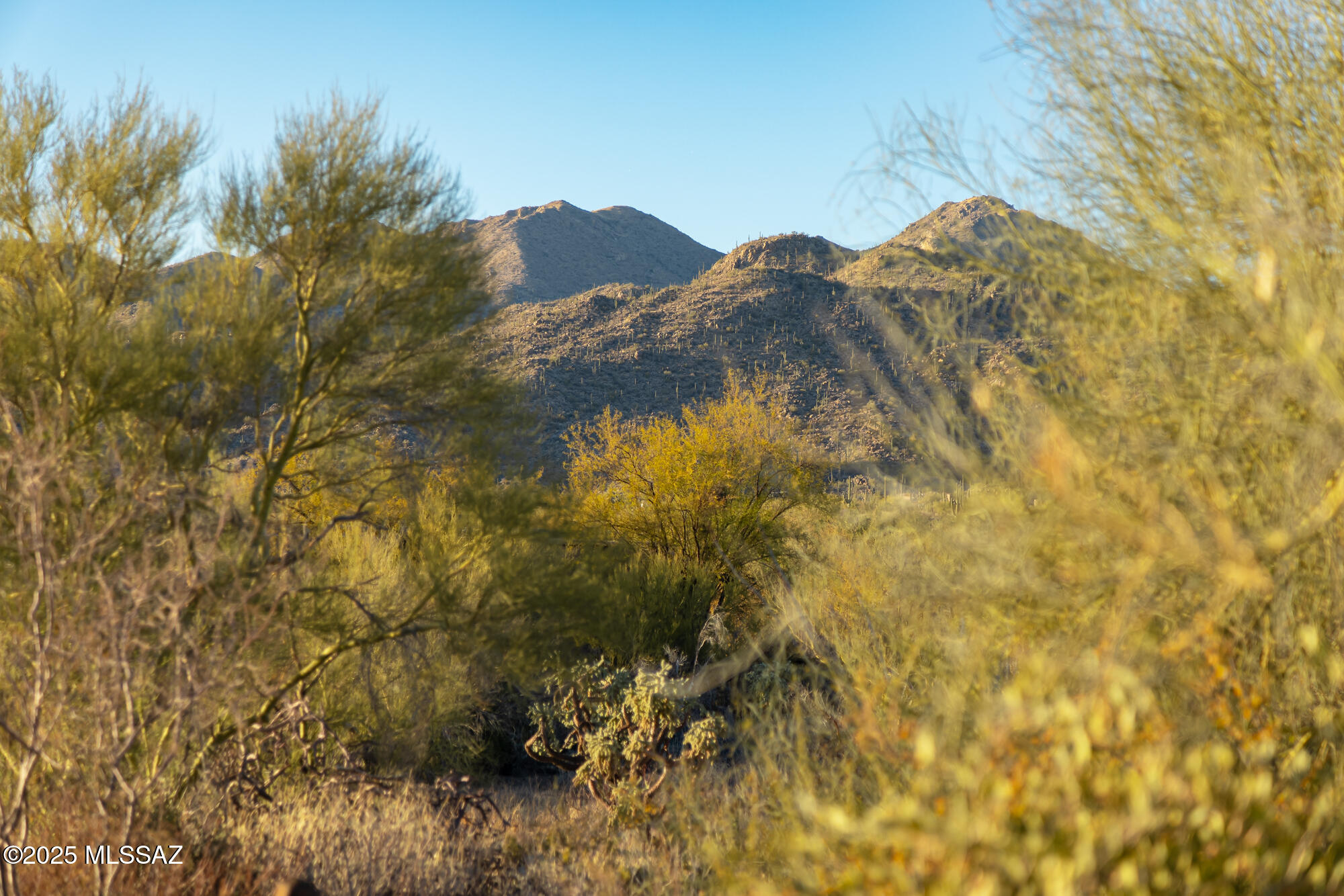 Mountain views over cactus-covered hills, framed by desert trees.