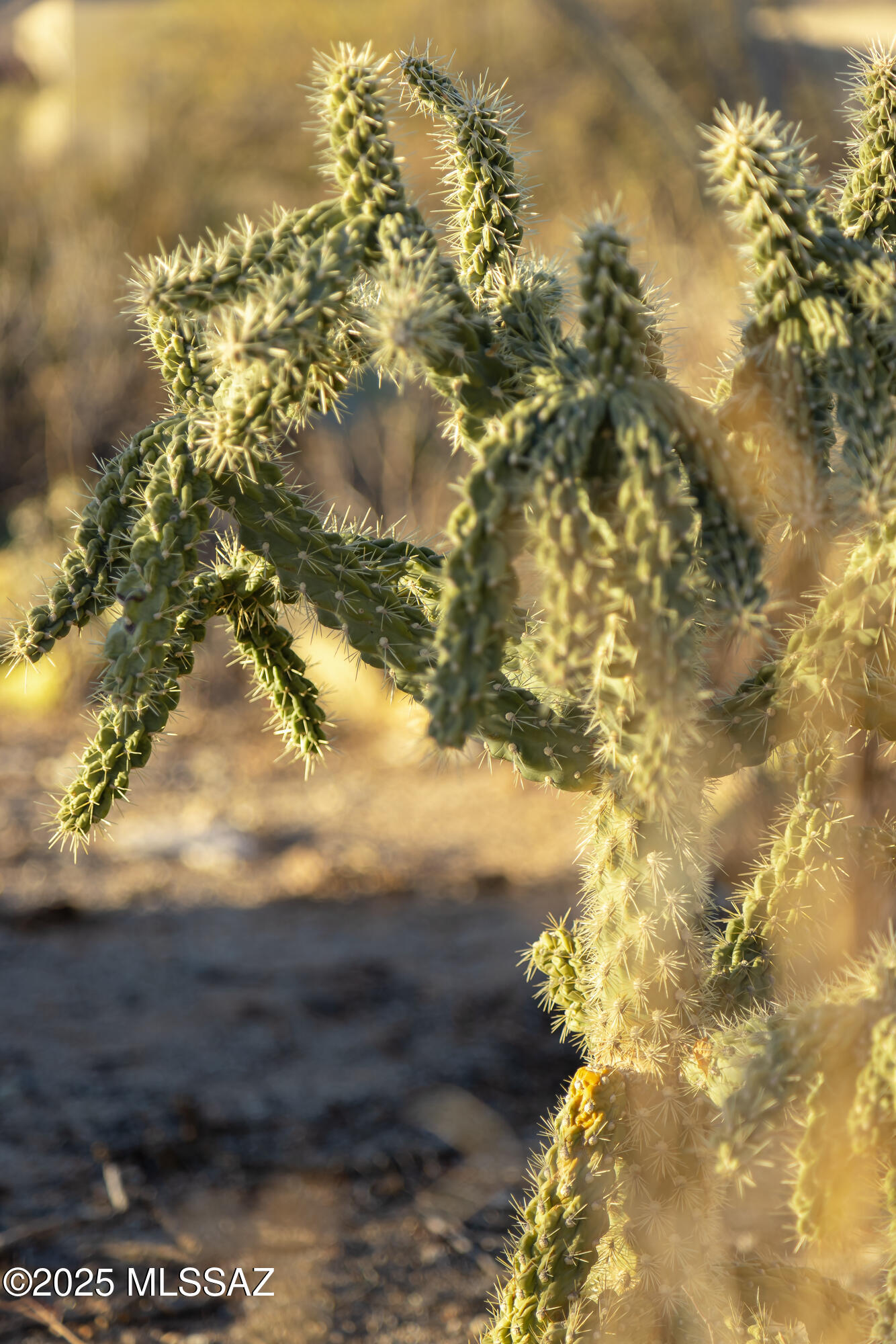 Spiny cholla cactus branches glowing in golden-hour light