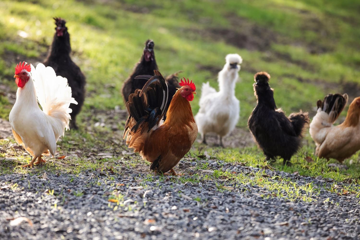 1967 Middle Two Rock Rd