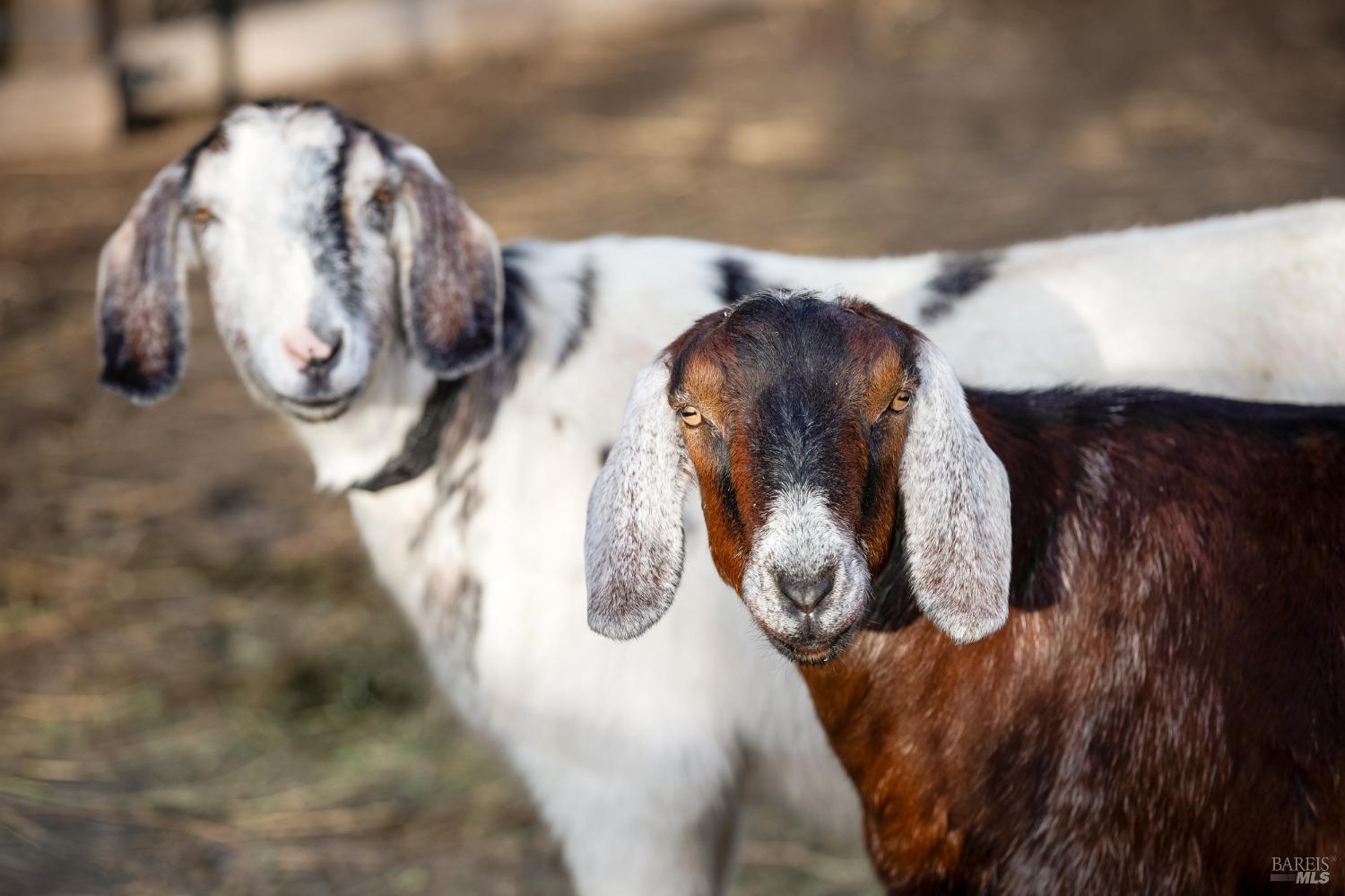 1967 Middle Two Rock Rd