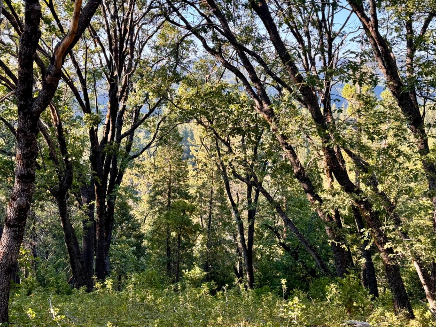 0 Forest Meadows Road