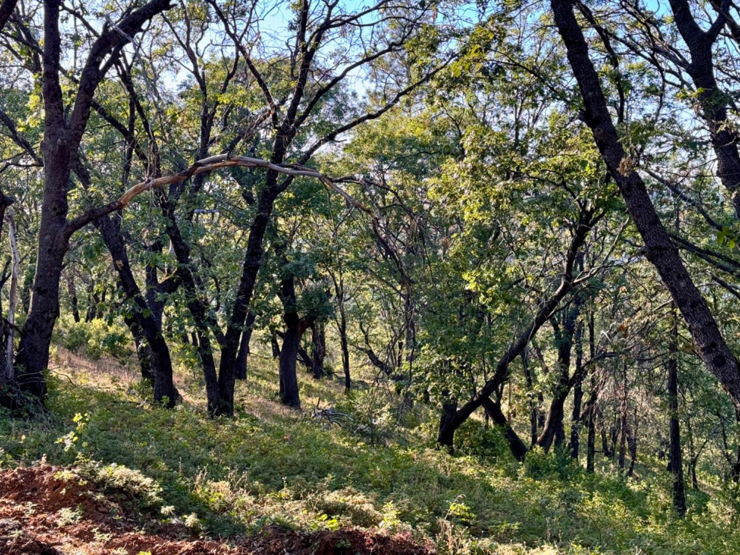 0 Forest Meadows Road