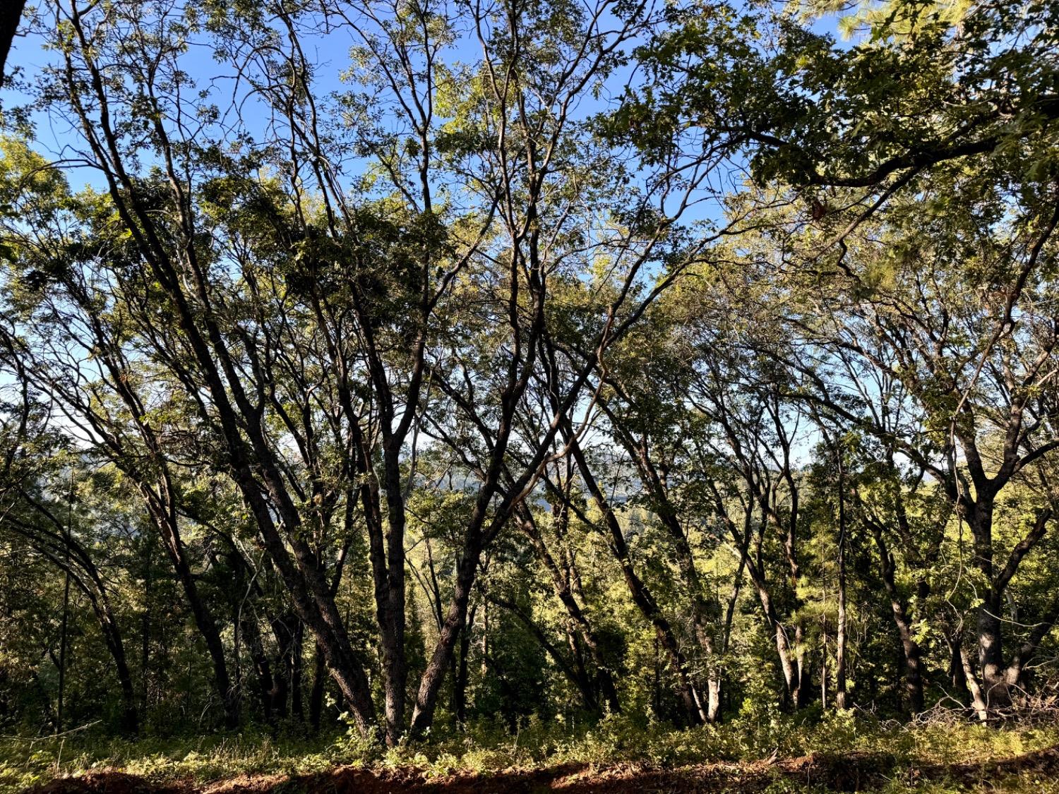 0 Forest Meadows Road