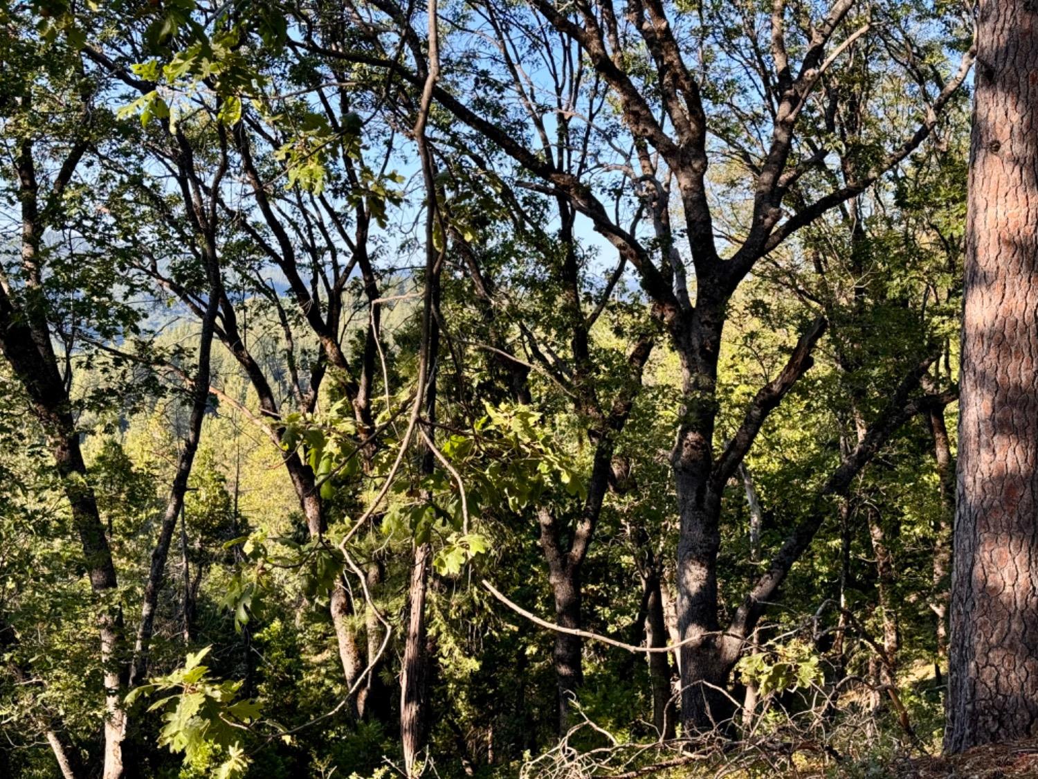 0 Forest Meadows Road