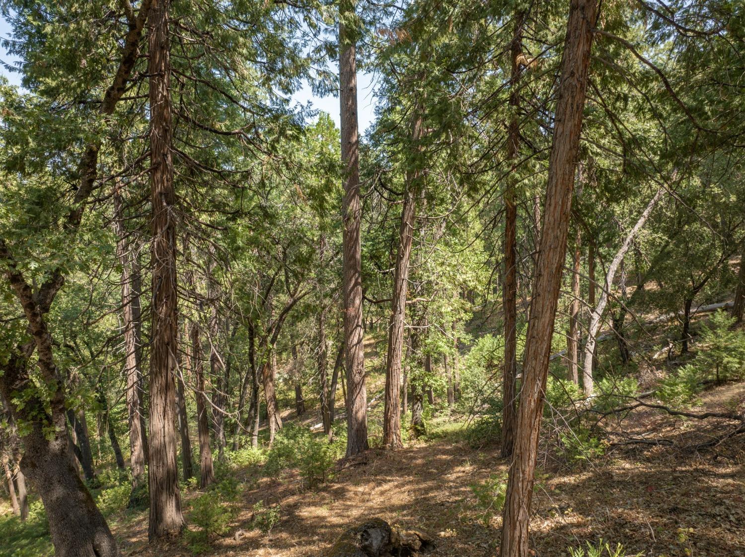 0 Forest Meadows Road