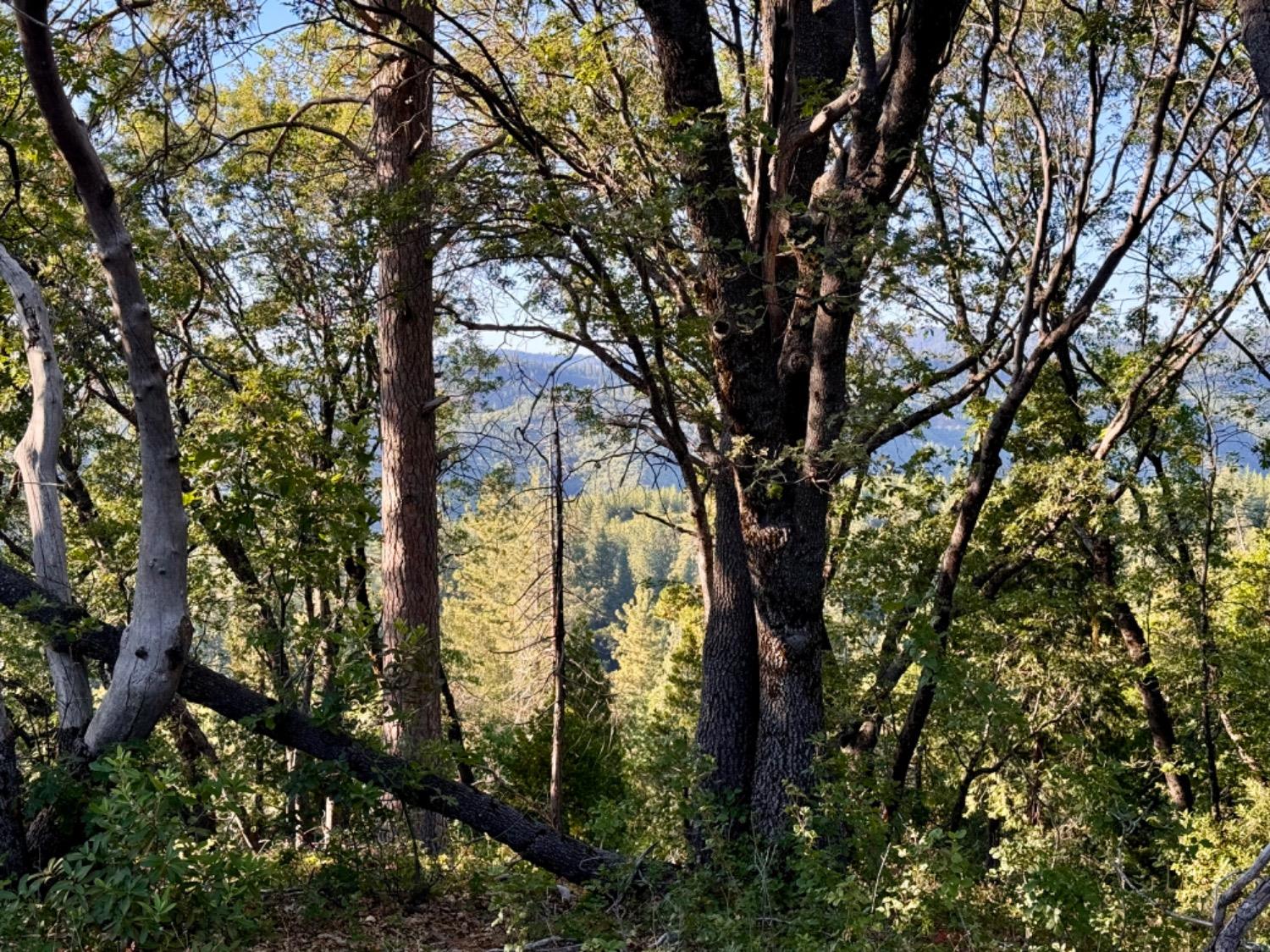 0 Forest Meadows Road