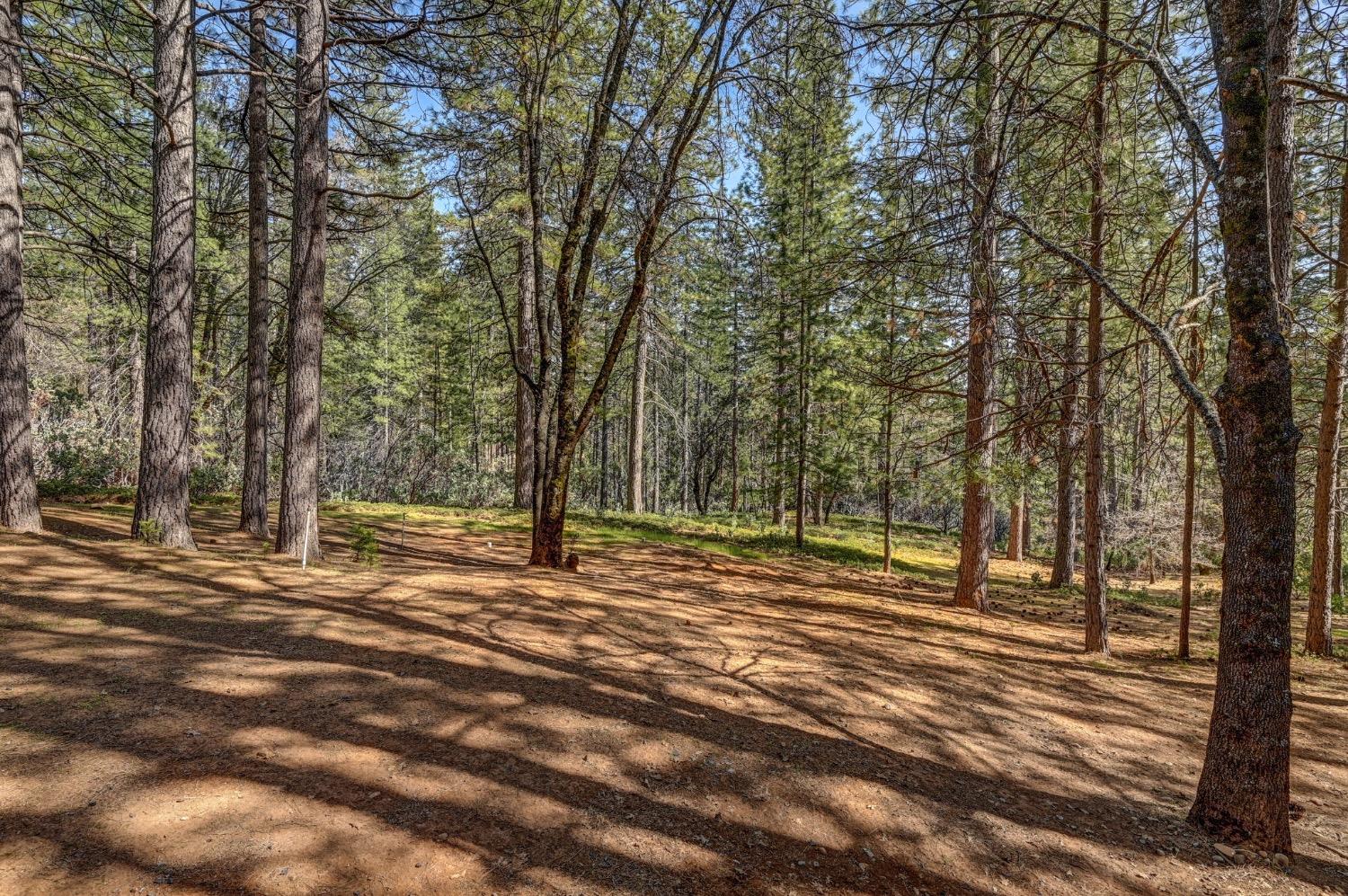 3025 Black Bear Drive
