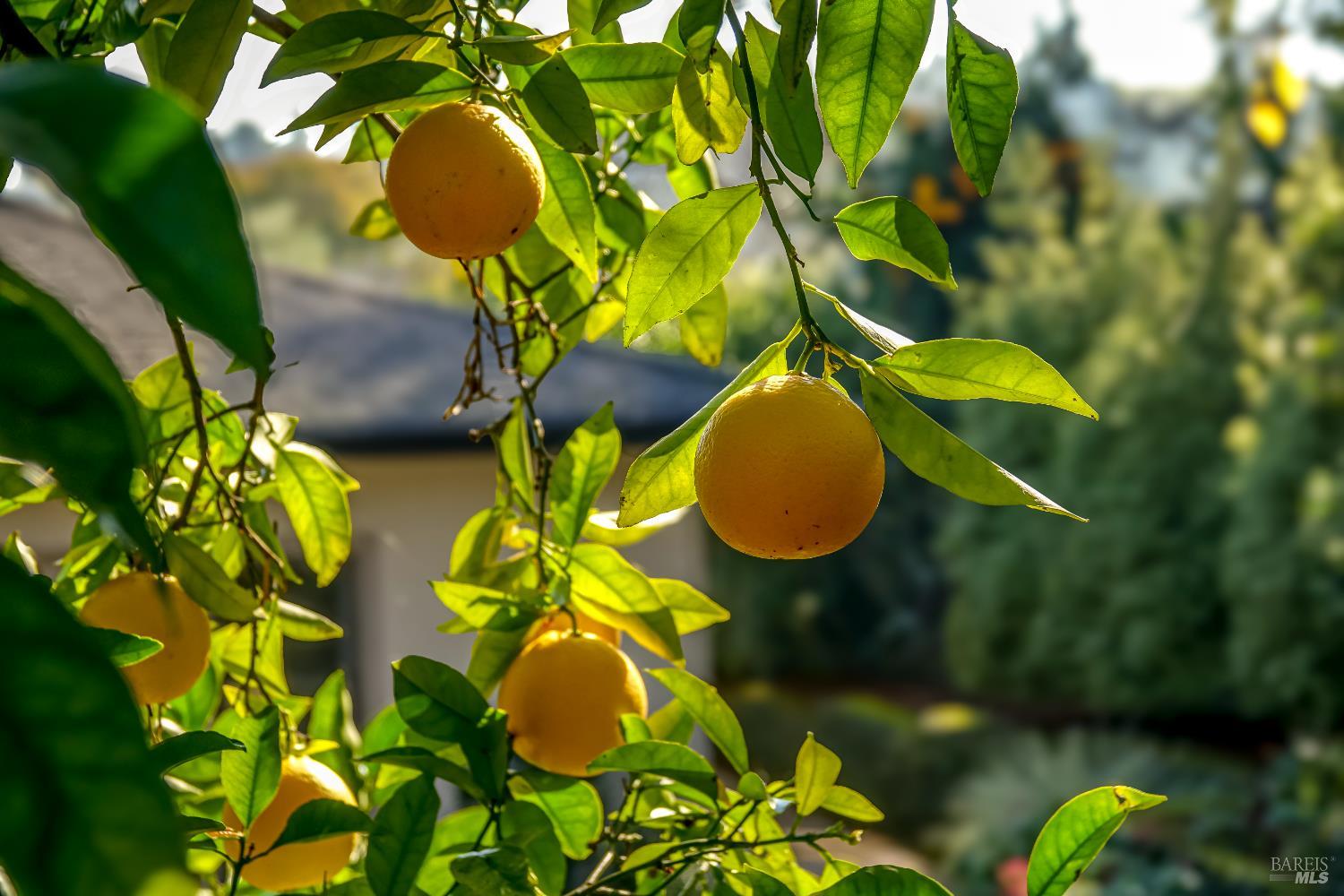 829 Las Pavadas Avenue