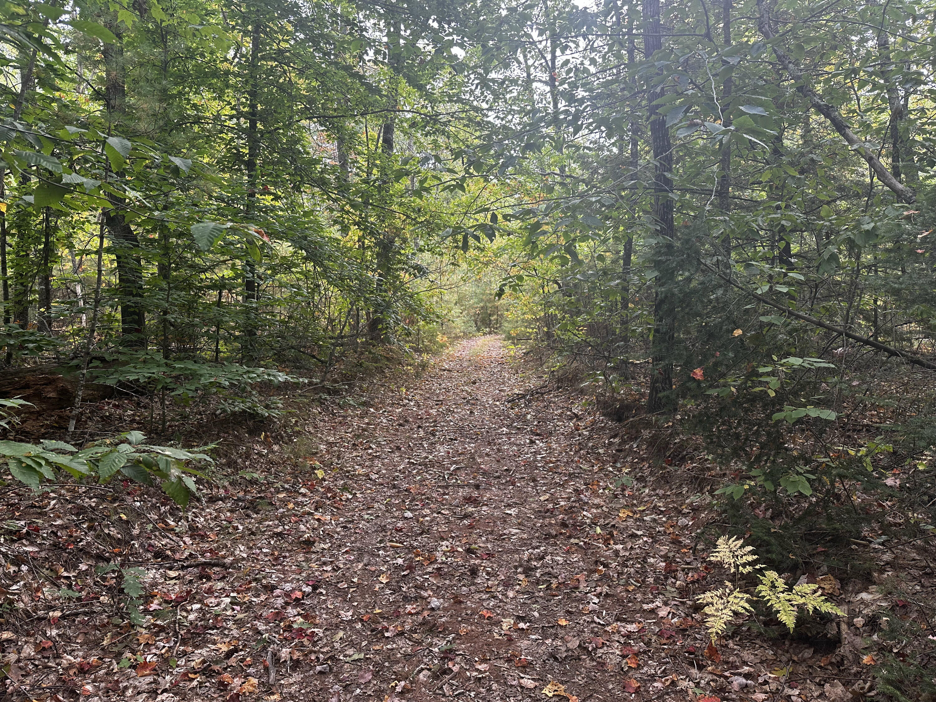 Lot 44-A Pigeon Brook Road